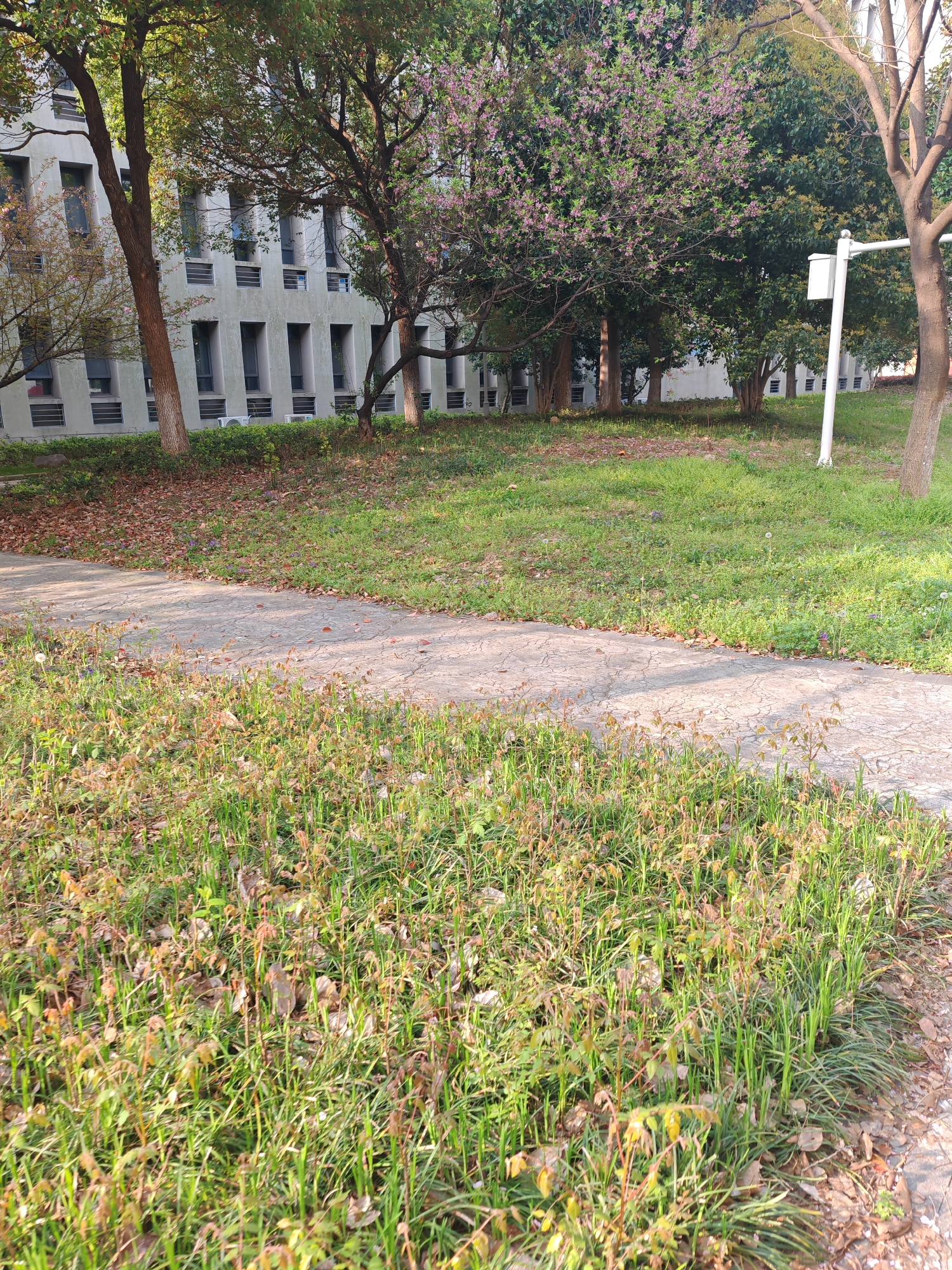 The image depicts a grassy area in the Jiangning District of China. A building with a series of rectangular windows is visible in the background, partially obscured by trees. Some trees are flowering with pink blossoms. A white, rectangular light fixture is mounted on a pole near the trees. A paved walkway cuts through the grassy area, which is covered in grass, weeds, and scattered leaves. The foreground consists mainly of dense grass mixed with dry vegetation.