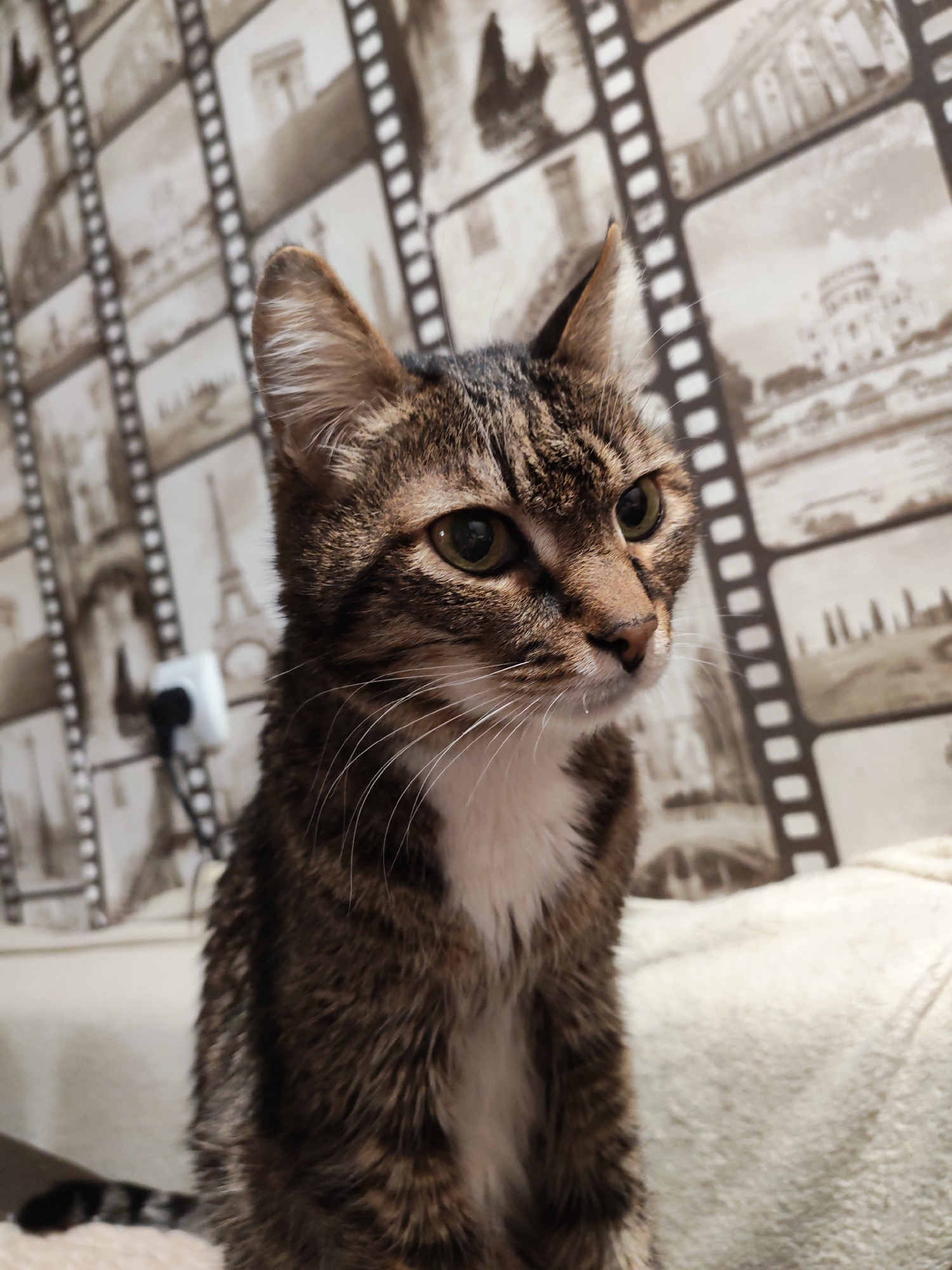 A medium shot depicts a brown tabby cat with white chest fur, sitting on a beige surface. The cat is facing right, with alert expression. The background is a wallpaper with images resembling film strips displaying landmarks, including what appears to be the Eiffel Tower. To the left, a white electrical outlet is visible on the wall. The location is potentially in the city of Chaikovsky, Russia.