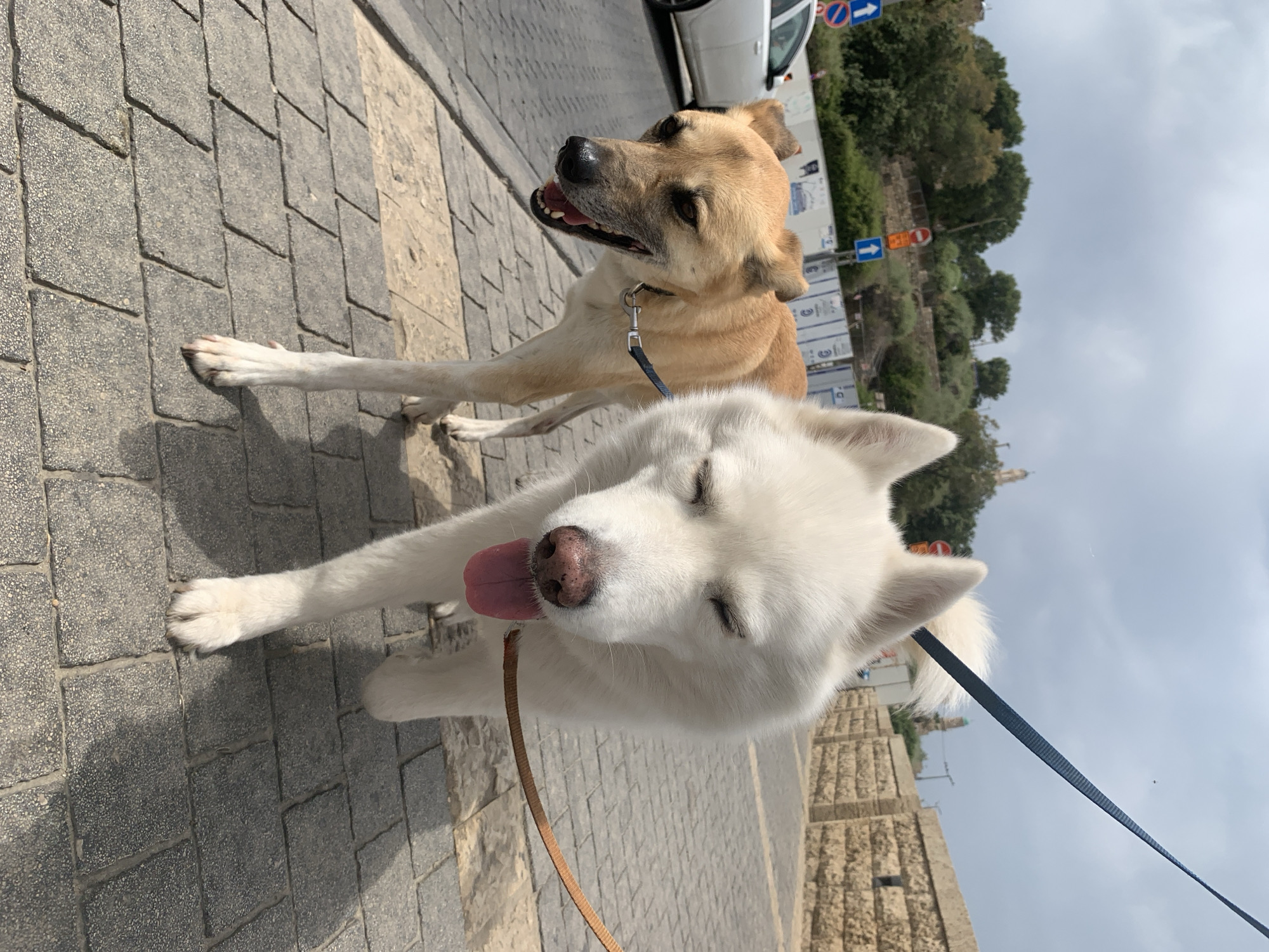 Two dogs are on leashes on a paved sidewalk. One dog is a tan-colored breed and stands in the background looking up and to the left of the image. The second dog is white and in the foreground, with its eyes closed and its tongue sticking out. The sidewalk is made of gray and tan brick-like pavers. In the background are trees, vegetation, and a light-colored stone wall. A white car is partially visible in the upper left corner of the image. Street signs are also visible in the background. The setting appears to be an urban area. Without further information, determining the precise location within Tel-Aviv is not possible.