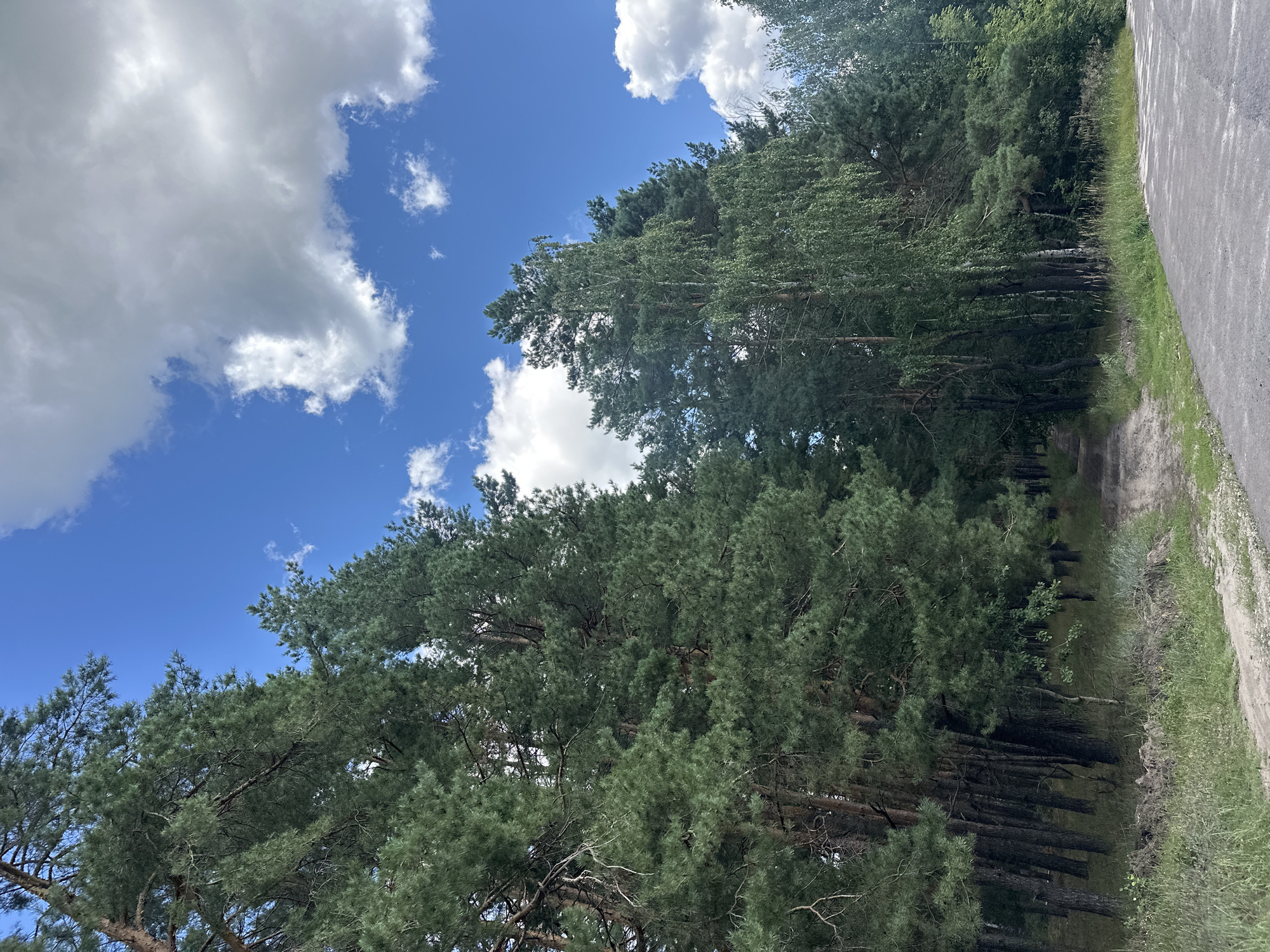 A dirt path winds through a dense forest of pine and birch trees under a bright blue sky with scattered white clouds. The path is flanked by tall, green trees on either side, with some sunlight filtering through the canopy. In the foreground, a rough concrete surface is visible on the right, suggesting a road or paved area adjacent to the natural landscape. The scene appears to be a natural area within or on the outskirts of the city of Rasskazovo, Russia.