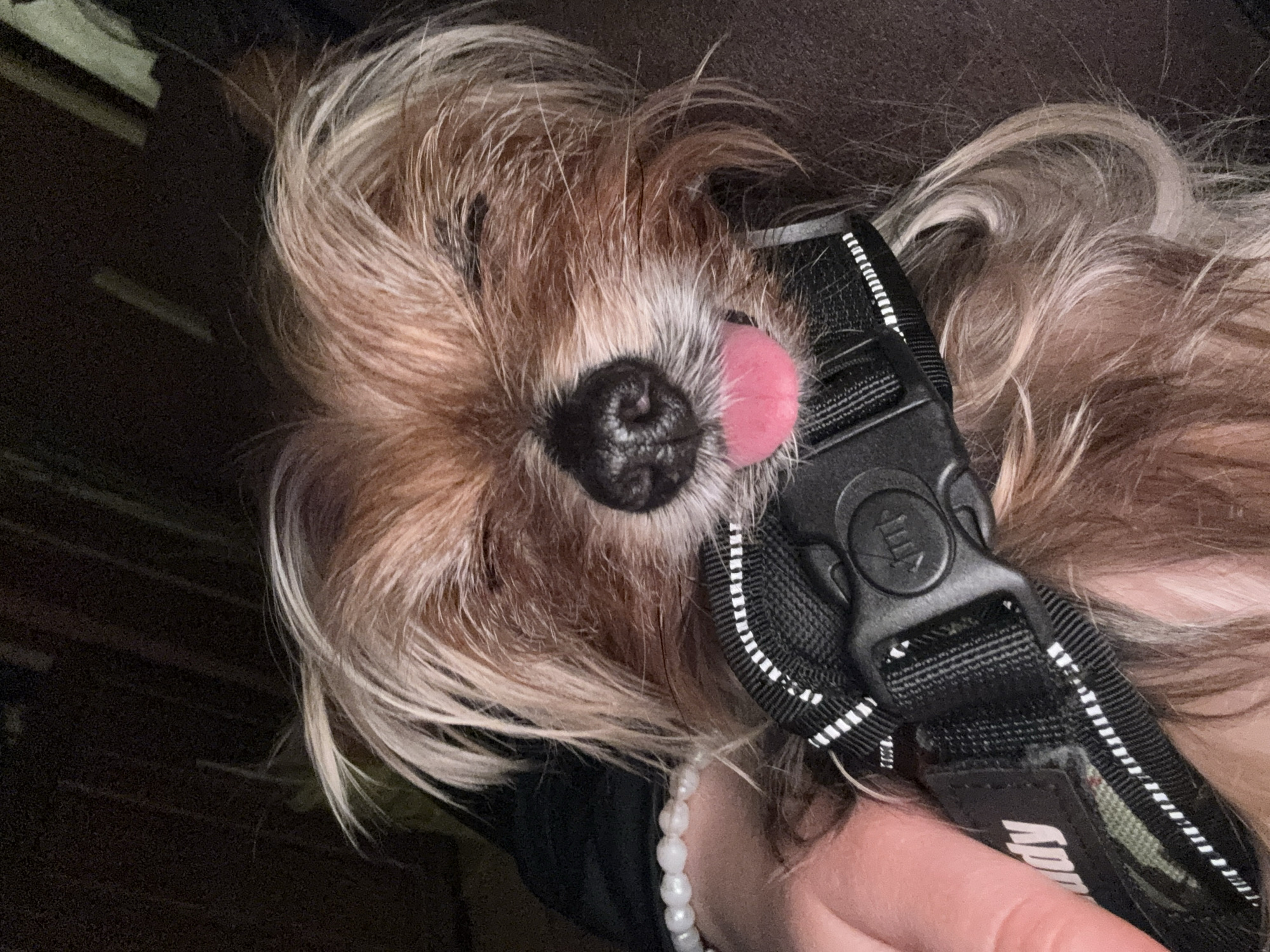 A close-up, high-angle shot features the face of a small dog. The dog's fur is a mix of brown and blond. The dog's black nose and pink tongue are prominent. The dog is wearing a black harness with white stripes. A hand holding the dog, adorned with a white beaded bracelet, is partially visible at the bottom of the frame. The background is dark and out of focus. The location is not specified.