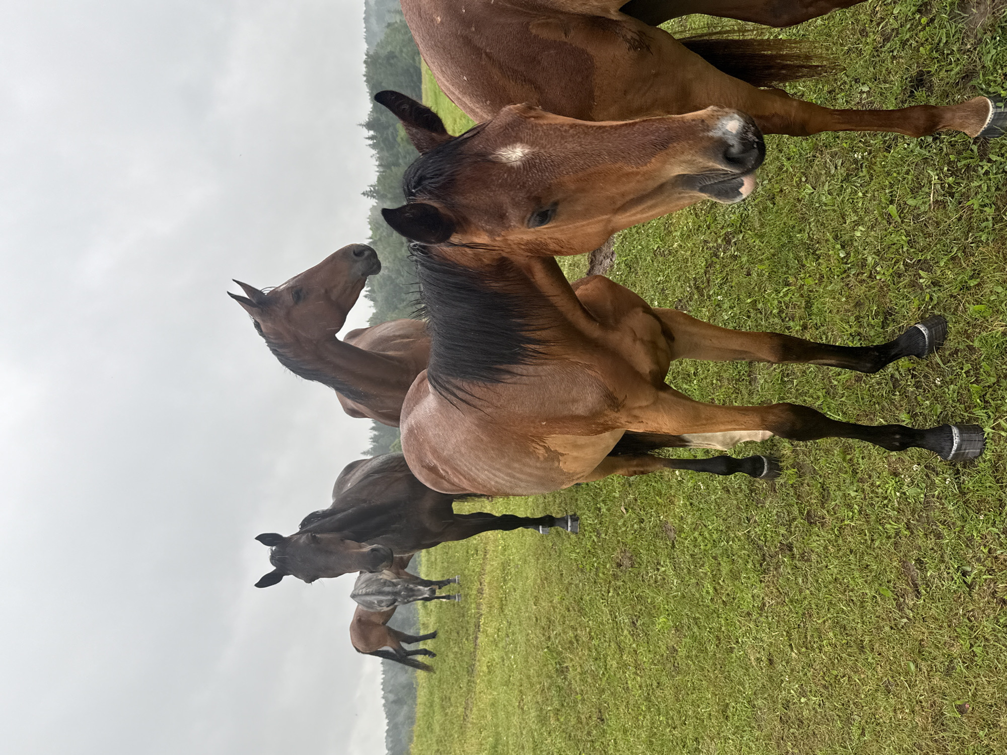 An overcast, possibly rainy day in a grassy field in Galinė, Lithuania, with several horses grazing or standing. The foreground features two brown horses, one with its head turned to the right, revealing its face with a white marking on its forehead. Its body appears wet, with visible water droplets. Behind these horses, a dark brown horse stands facing forward, and further back, a lighter brown horse and a grey horse are visible in the distance. The field is covered in green grass, with some patches of mud. A line of trees forms the horizon behind the field. The sky is a uniform grey.