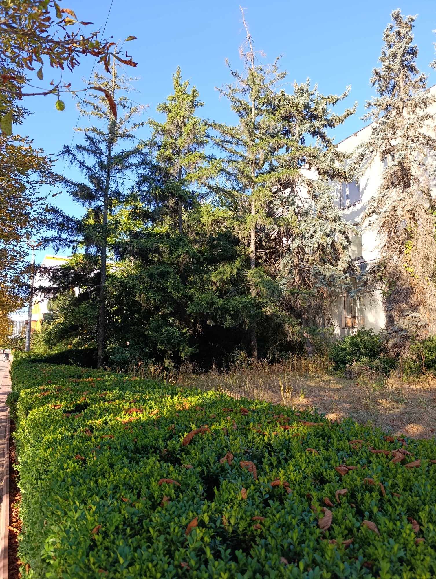 The image depicts an outdoor scene with a clear blue sky overhead. In the foreground, a neatly trimmed green hedge runs along the bottom of the frame. Scattered across the hedge are several fallen brown leaves. To the left, a paved walkway with a reddish-brown surface is visible, bordered by what appears to be wood chips.
Behind the hedge, a dense collection of evergreen trees, likely fir or spruce, dominates the mid-ground. Their branches are full and green, with some appearing darker and more shadowed. Further back, a building with a light-colored facade and windows is partially obscured by the trees. The building's architecture suggests it could be an institutional or residential structure. The overall environment appears to be a park, courtyard, or a landscaped area adjacent to a building in an urban or suburban setting. The lighting suggests it is daytime, possibly late afternoon due to the angle of the sunlight casting shadows on the hedge. The presence of trees and the building indicates a constructed environment within a town or city.