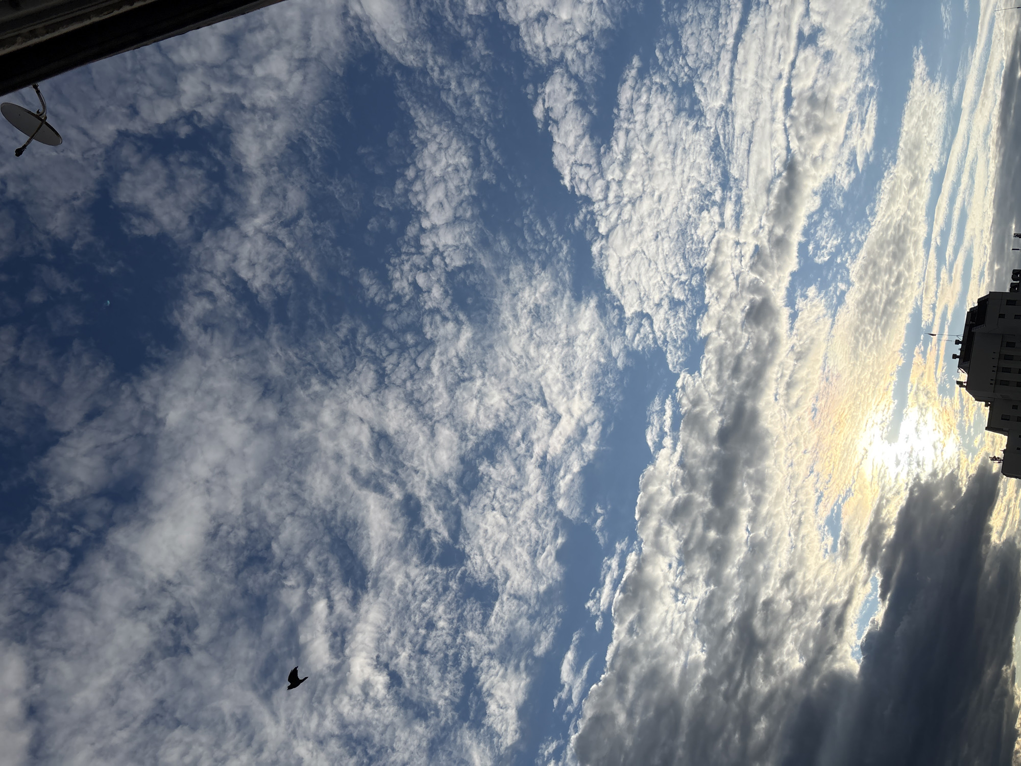 A wide-angle, vertical, eye-level outdoor shot captures a cloudy sky above a city. The sky is a deep blue, filled with numerous white, puffy clouds that are scattered across the frame. A single black bird is visible in flight near the upper left quadrant of the image. The sun is setting, creating a gradient of light and color in the sky, with streaks of orange, yellow, and pink appearing through the clouds near the horizon. In the lower portion of the image, the tops of several buildings are visible, including what appears to be a hotel or large apartment complex. A satellite dish is mounted on the side of a building in the upper right corner of the frame. The image is likely taken from a high vantage point, possibly a rooftop or balcony, looking upwards. There are no people visible in the frame. The scene suggests a temperate climate and is consistent with an urban environment in Vitsebsk, Belarus.