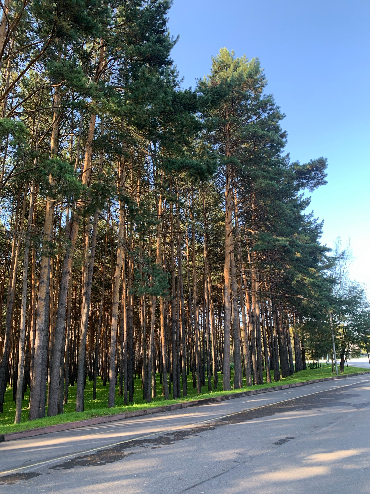 The image depicts a row of tall pine trees lining a paved road. The trees are densely packed, with their trunks visible and their green needles forming a canopy. Sunlight filters through the branches, casting shadows on the grass and road. The sky is a clear blue. The location is identified as Prokopyevsk, Russia. There are no people or animals visible in the scene.
