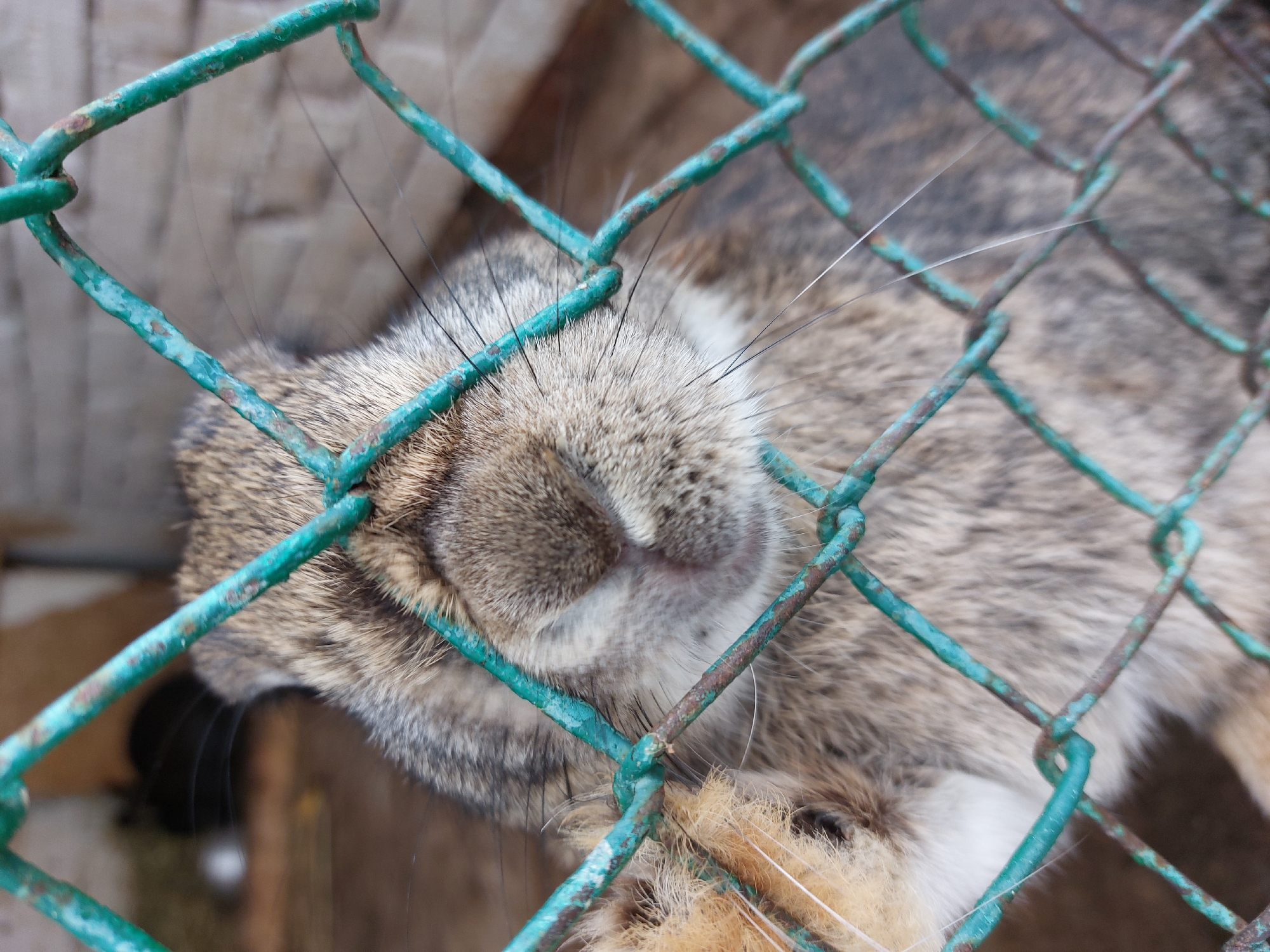 A medium, close-up shot shows the head of a rabbit pressed against a green, rusty metal fence. The rabbit's nose, whiskers, and mouth are visible. The rabbit's fur is brown and white. The location is Chaikovsky, Russia.