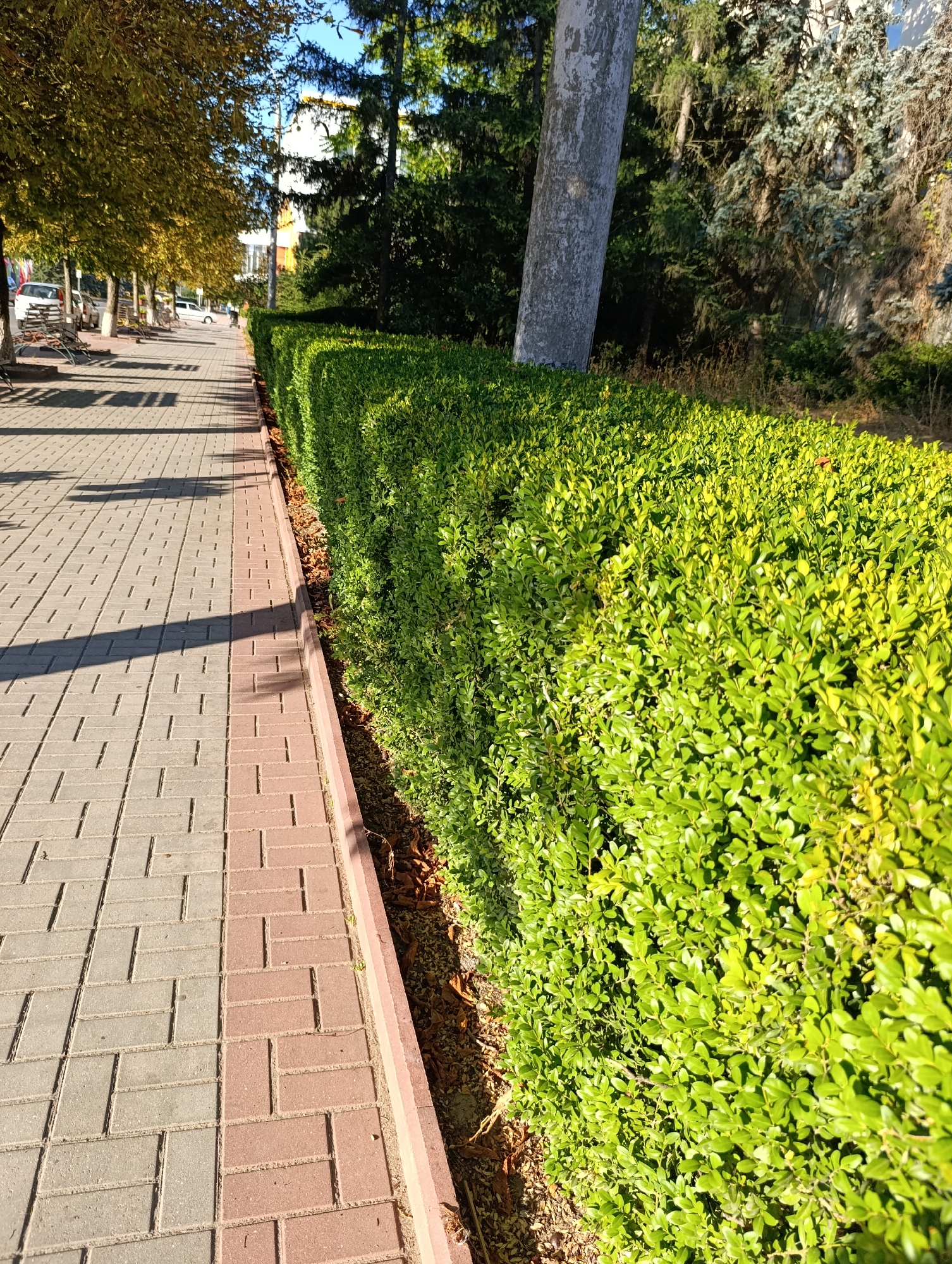 The image depicts a paved sidewalk in Dubăsari town council, Moldova, bordered by a meticulously trimmed green hedge. The sidewalk is made of interlocking pavers, a combination of grey and reddish-brown tiles, laid in a herringbone pattern. Shadows of trees are cast across the paving stones, indicating a sunny day. Beyond the hedge, a variety of trees and foliage are visible, including a large, textured tree trunk in the foreground on the right. In the background, a building with yellow and white elements can be seen, suggesting an urban or suburban setting. The overall scene conveys a sense of order and well-maintained public space.