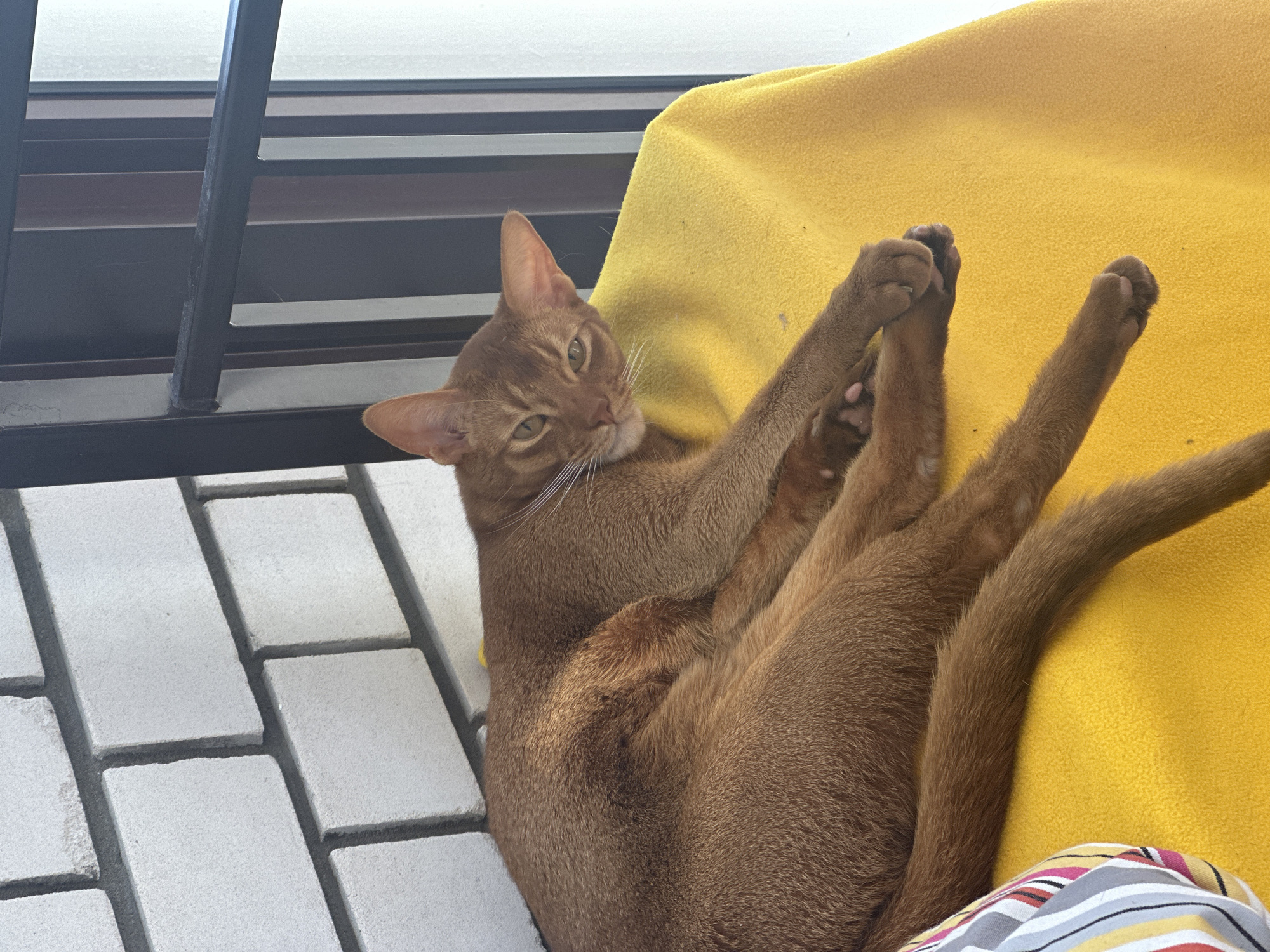 A red Abyssinian cat is lounging on a yellow blanket, lying on its back with its hind legs extended upwards and towards the viewer. The cat has green eyes and its head is turned to face the viewer. To the left of the cat are light gray interlocking brick pavers. Behind the cat is a black metal railing. The location is not provided in the image and therefore cannot be determined.