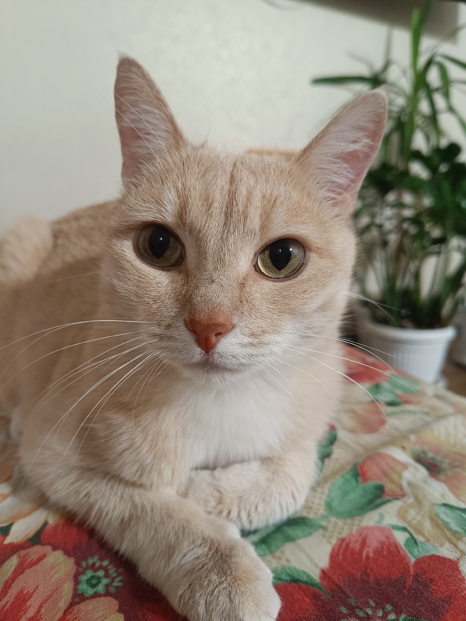 A close-up, eye-level shot features a light orange tabby cat with green eyes and white whiskers. The cat is resting with its front paws crossed, facing the camera. The background is blurred, showing a white wall and a green plant in a white pot. The cat is positioned on a patterned fabric with red and green floral designs. The image was taken indoors, likely in a residential setting. There is no information or indication to associate this image with the city of Naberezhnye Chelny, Russia.