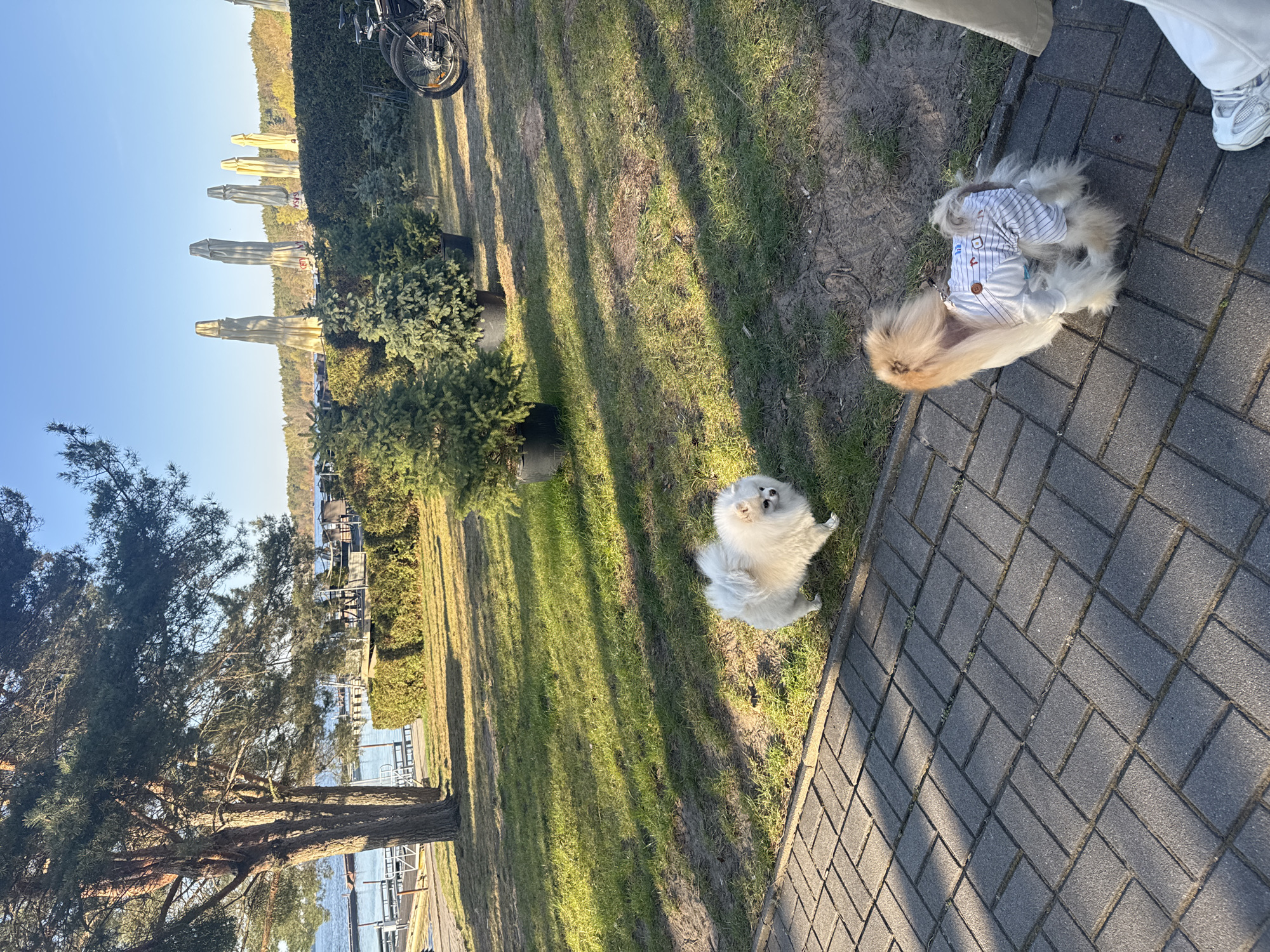 The image shows two dogs, one white and one tan/white wearing a striped shirt, on a paved area with grass nearby. The location is Białobrzegi, Poland, as evidenced by the distinctive parasol-shaped towers visible in the background. The environment includes trees, a glimpse of a body of water, and a bicycle is visible in the background. There is a leg and shoe visible in the upper right corner suggesting the presence of at least one human. The dogs appear to be resting or posing on the edge of the paved area.