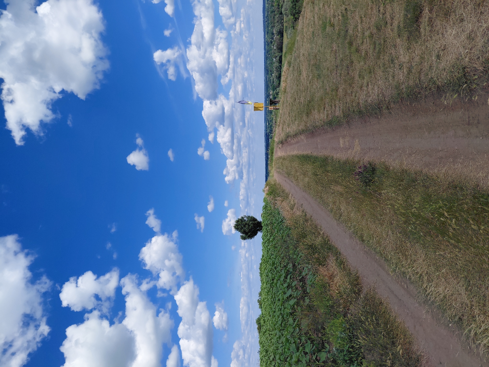 A dirt road runs along a grassy embankment under a bright blue sky dotted with white, fluffy clouds. To the left of the road, a field of green plants, possibly sunflowers, stretches towards the horizon. A lone, dark green tree stands in the distance, silhouetted against the sky. On the right side of the embankment, a yellow sign with a Ukrainian flag attached stands next to the road. The landscape in the distance appears to be a rural area with trees and a few buildings. The scene is bright and sunny, suggesting daytime. This scene is located in Ustyvytsia, Ukraine.