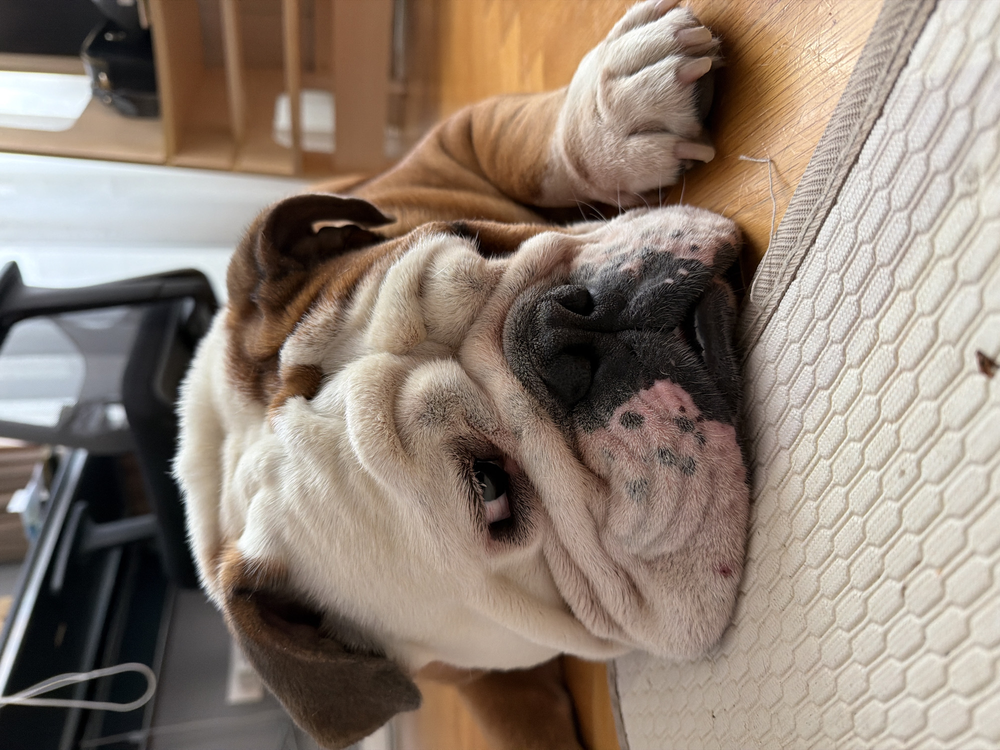 A bulldog lies on the floor, its head resting near the edge of a white, textured mat. Its coat is a mix of white and brown. One of its paws is visible on the wooden floor. A black office chair and a wooden shelf are in the background. The image does not contain information to determine the location in Sofia, Bulgaria.