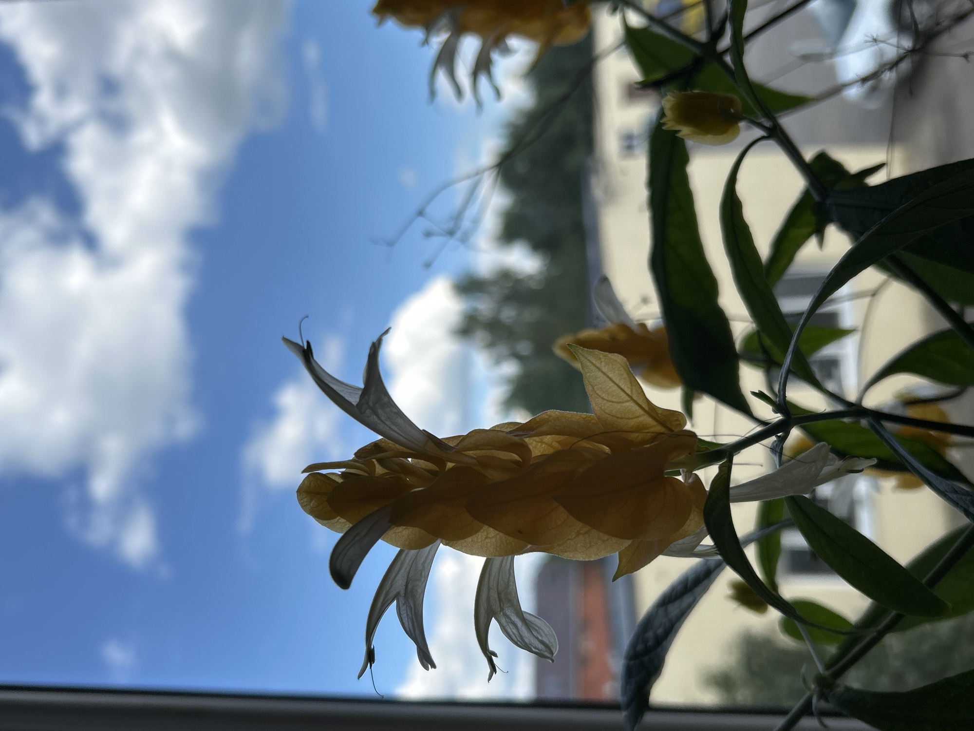 The image captures a close-up view of a yellow shrimp plant in bloom, silhouetted against a bright blue sky with fluffy white clouds. The plant is positioned near a window, with glimpses of buildings and trees visible in the blurred background. The foreground is dominated by the delicate, tubular yellow bracts and white petals of the flowers, along with their deep green foliage. The scene suggests a domestic setting, likely a windowsill in an apartment or house in Zelenograd, Russia, on a clear day. There are no people or animals present in the image. The overall impression is one of natural beauty framed by an urban environment.