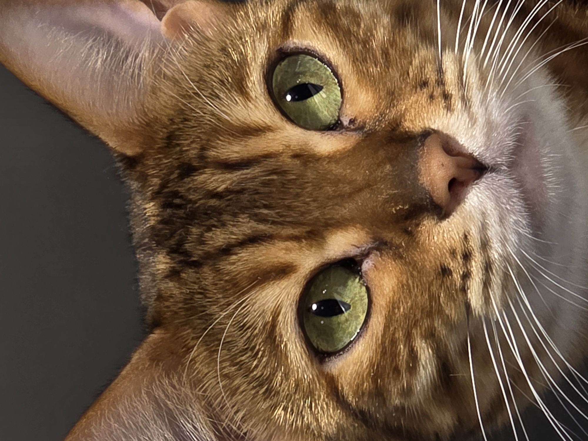 The image is a close-up, headshot of a Bengal cat against a dark gray background. The cat's fur is a mixture of warm browns and oranges with distinct black stripes, characteristic of the breed. Its large, almond-shaped eyes are a striking green with vertical black pupils, reflecting light and appearing to gaze directly at the viewer. The cat's ears are triangular and slightly pointed, with fine hairs visible on the inner surfaces. Its pink nose is small and triangular, and white whiskers fan out from its muzzle. The lighting highlights the texture of the cat's fur and the reflective quality of its eyes. The overall impression is one of intense focus and natural beauty. The location in the city of Сокуры, Russia, is not discernible from the image itself.