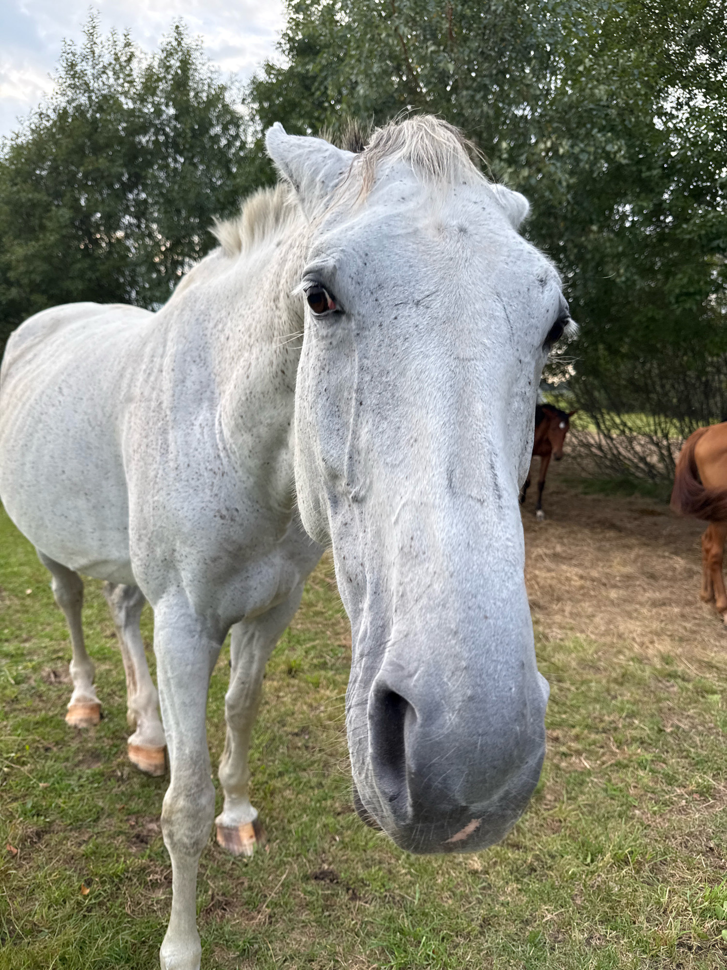 A close-up, eye-level, outdoor shot focuses on the head of a light gray horse in a grassy field. The horse's large, grey head dominates the foreground, filling much of the frame, with its muzzle angled slightly towards the camera. Its right eye is visible, dark and expressive. Its body is visible to the left, mostly white with faint grey speckles. Behind the main horse, two other horses, one brown and one darker brown, are visible in the background, standing in a dry, straw-covered area. Trees and foliage form a dense green backdrop under a cloudy sky, suggesting an overcast day. The location is identified as Galinė, Lithuania.