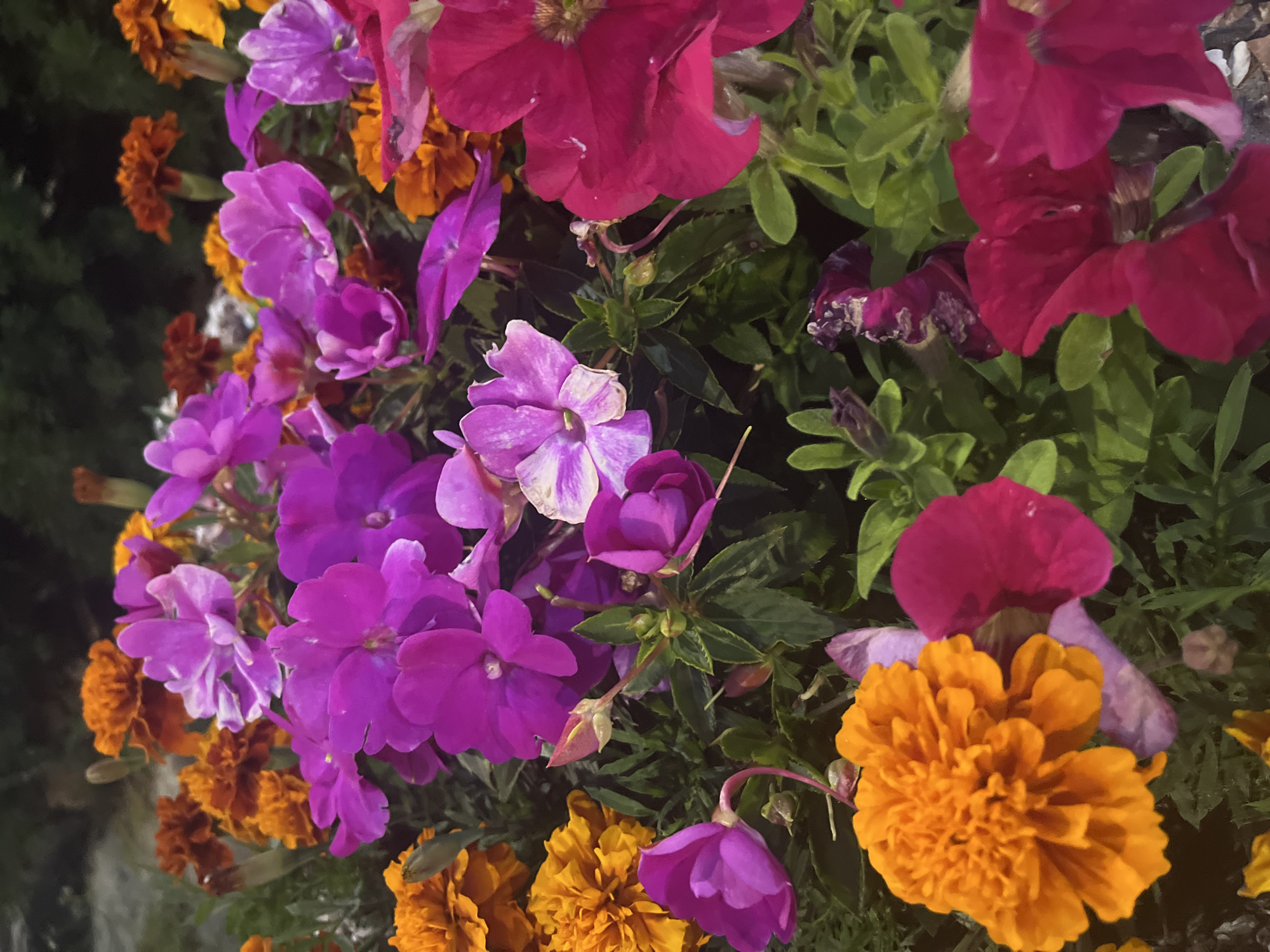 This is a close-up, vertical, outdoor, eye-level shot of a vibrant assortment of flowers. The dominant colors are various shades of purple, pink, and orange. Specifically, there are bright orange marigolds in the foreground and background, interspersed with purple impatiens and fuchsia petunias. The flowers are densely packed, with green foliage visible throughout. The lighting suggests it is daytime, likely overcast or in the shade, as there are no harsh shadows. The background is a dark, out-of-focus blur of green and brown, indicating a natural setting. There are no people or discernible man-made structures in the image. The image was taken in Krasnodar, Russia.
