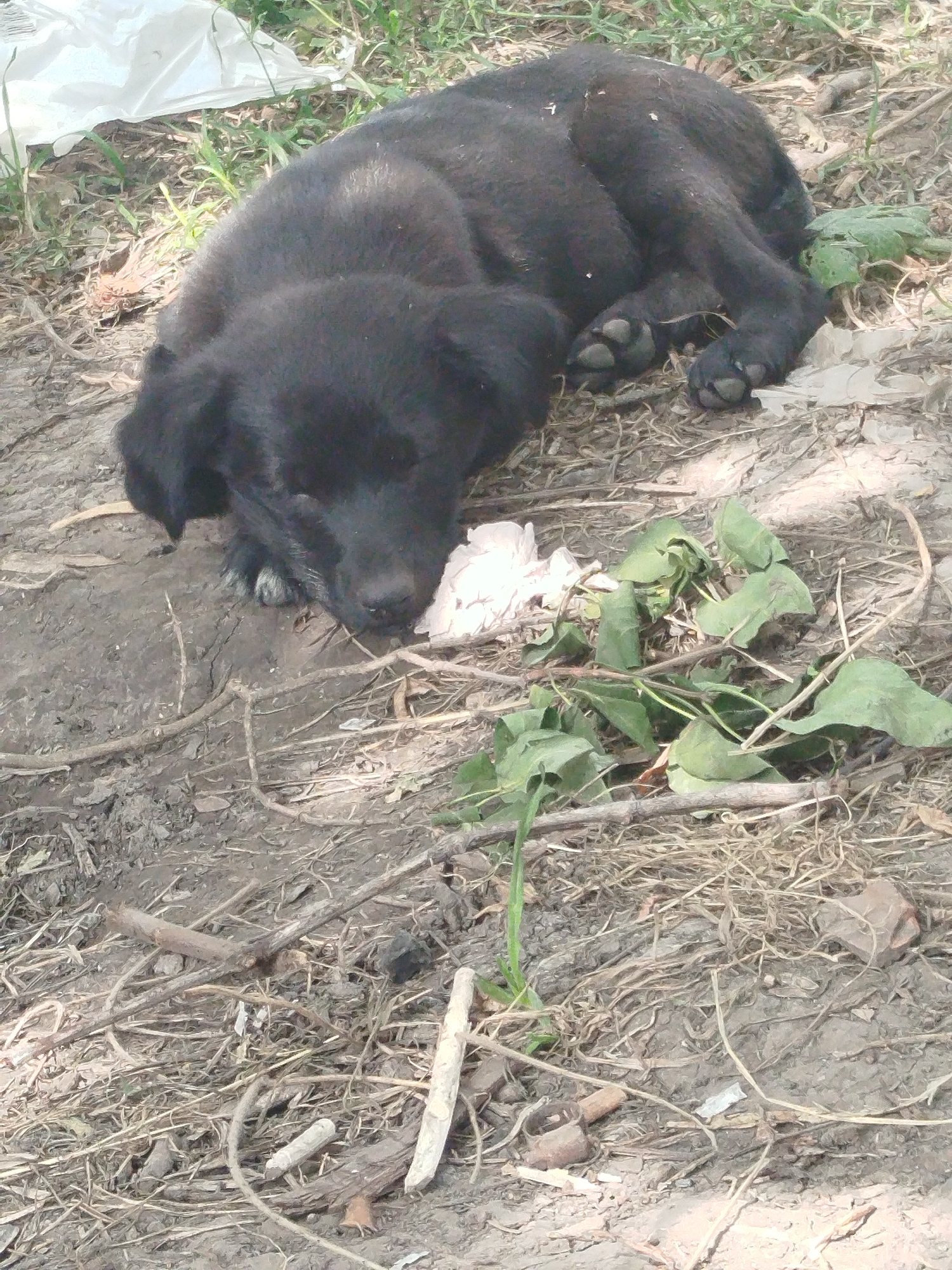 A black puppy is sleeping on the ground in a dirt and grass area. The puppy is curled up and appears to be resting. There is some white plastic or paper near the puppy, as well as some green leaves and dry branches scattered around. The overall environment appears to be an outdoor, somewhat unkempt area, possibly a yard or vacant lot. The location is identified as Vivsianyky, Ukraine.