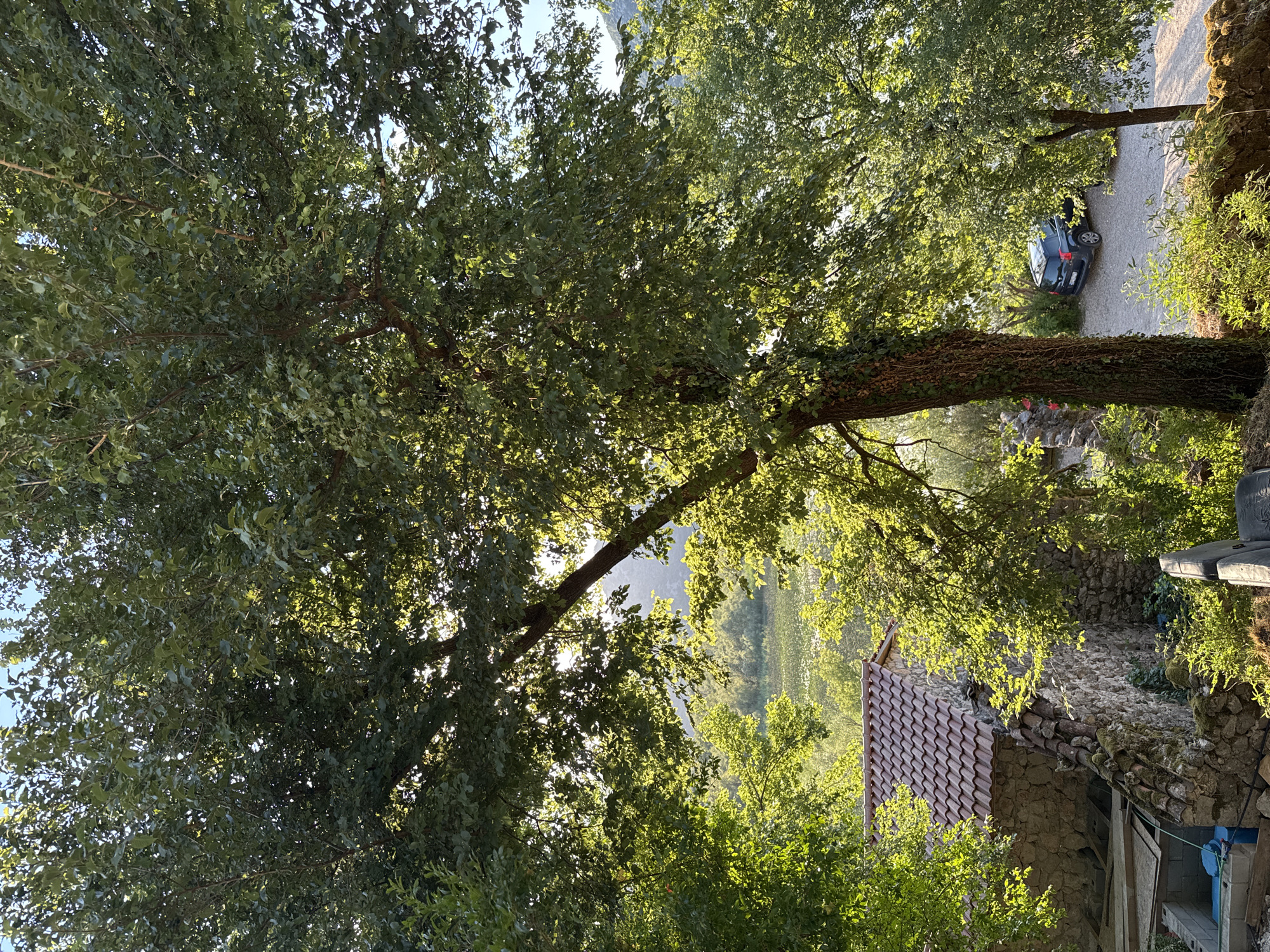 The image depicts a sun-drenched outdoor scene in Seoca, Montenegro. A large tree with lush green foliage dominates the foreground, its branches dappling sunlight onto the ground. To the left, a rustic stone building with a red-tiled roof is visible, partially obscured by vegetation. In the background, a body of water, possibly a lake or river, can be seen, reflecting the sunlight and surrounded by trees and hills. A dark-colored SUV is parked on a gravel surface to the right of the stone building, near the edge of the trees. The overall impression is one of a tranquil, natural setting, bathed in the warm light of day.