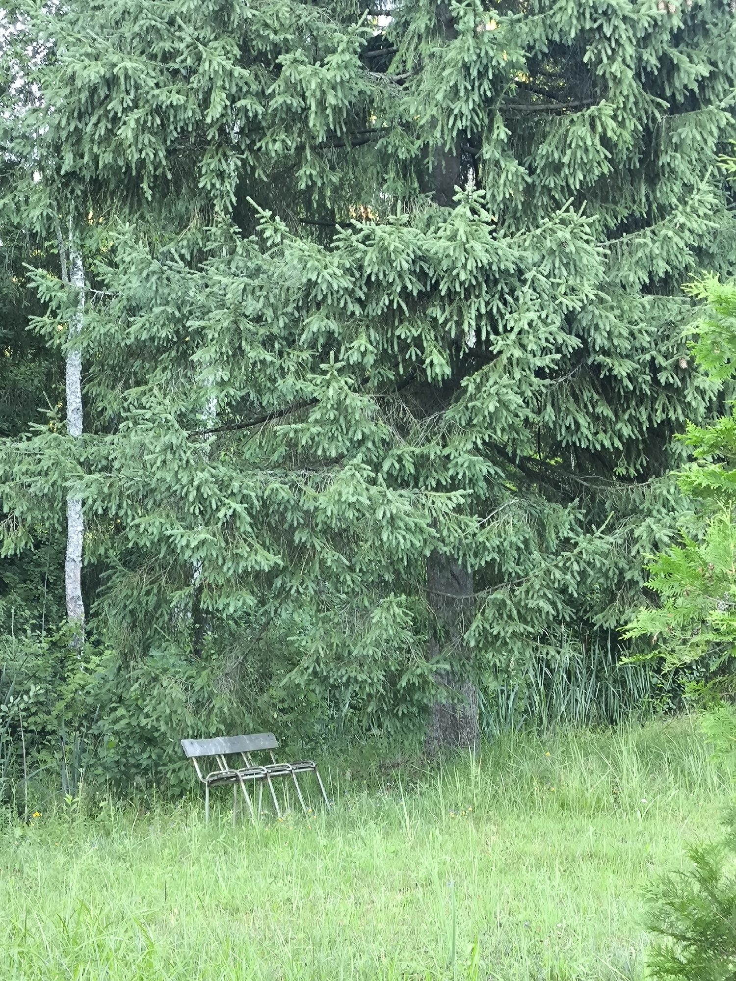 An empty, weathered metal bench is situated in a grassy clearing in front of a large, dense evergreen tree. The bench has a silver metal frame with a slatted seat and backrest. The clearing is filled with tall, green grass and some scattered yellow wildflowers. The background is dominated by the dark green foliage of the evergreen tree, with hints of other greenery and tree trunks visible. The lighting suggests it is daytime, with soft, natural light filtering through the trees. The scene appears to be in a natural, outdoor environment, potentially a park or a rural setting.