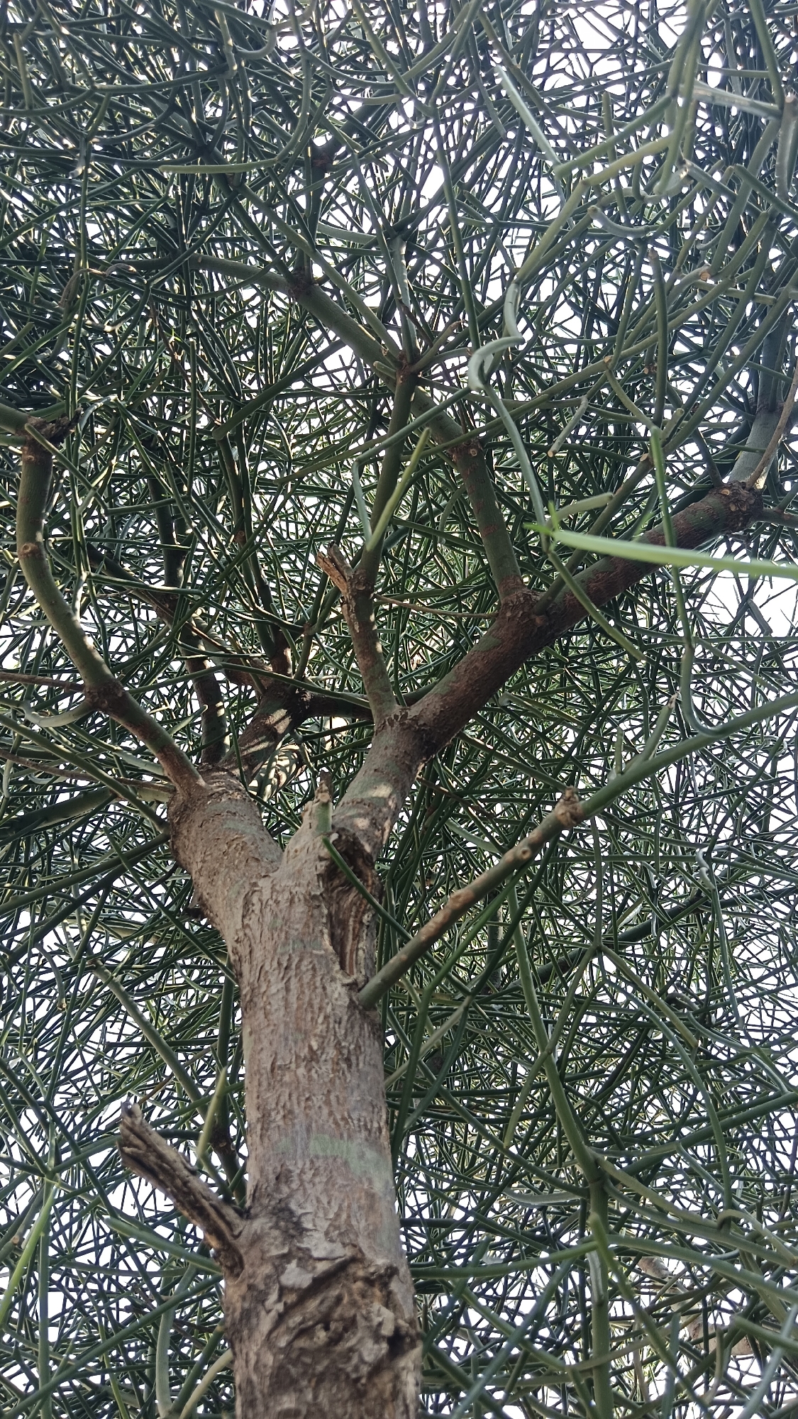 The image displays an upward view of the canopy and upper trunk of a mature *Euphorbia tirucalli* tree, commonly known as a pencil cactus, located in Kemang, Indonesia. The lower-center portion of the frame features the main trunk, which exhibits textured, brownish-grey bark and branches into several substantial limbs. These larger branches support an exceptionally dense and intricate network of numerous slender, cylindrical, light-green, leafless stems and twigs. These stems are heavily intertwined and crisscross throughout the upper two-thirds of the image, forming a complex, interwoven structure. The background consists of a uniformly bright white sky. No individuals, animals, or man-made objects are present within the visible scene.
