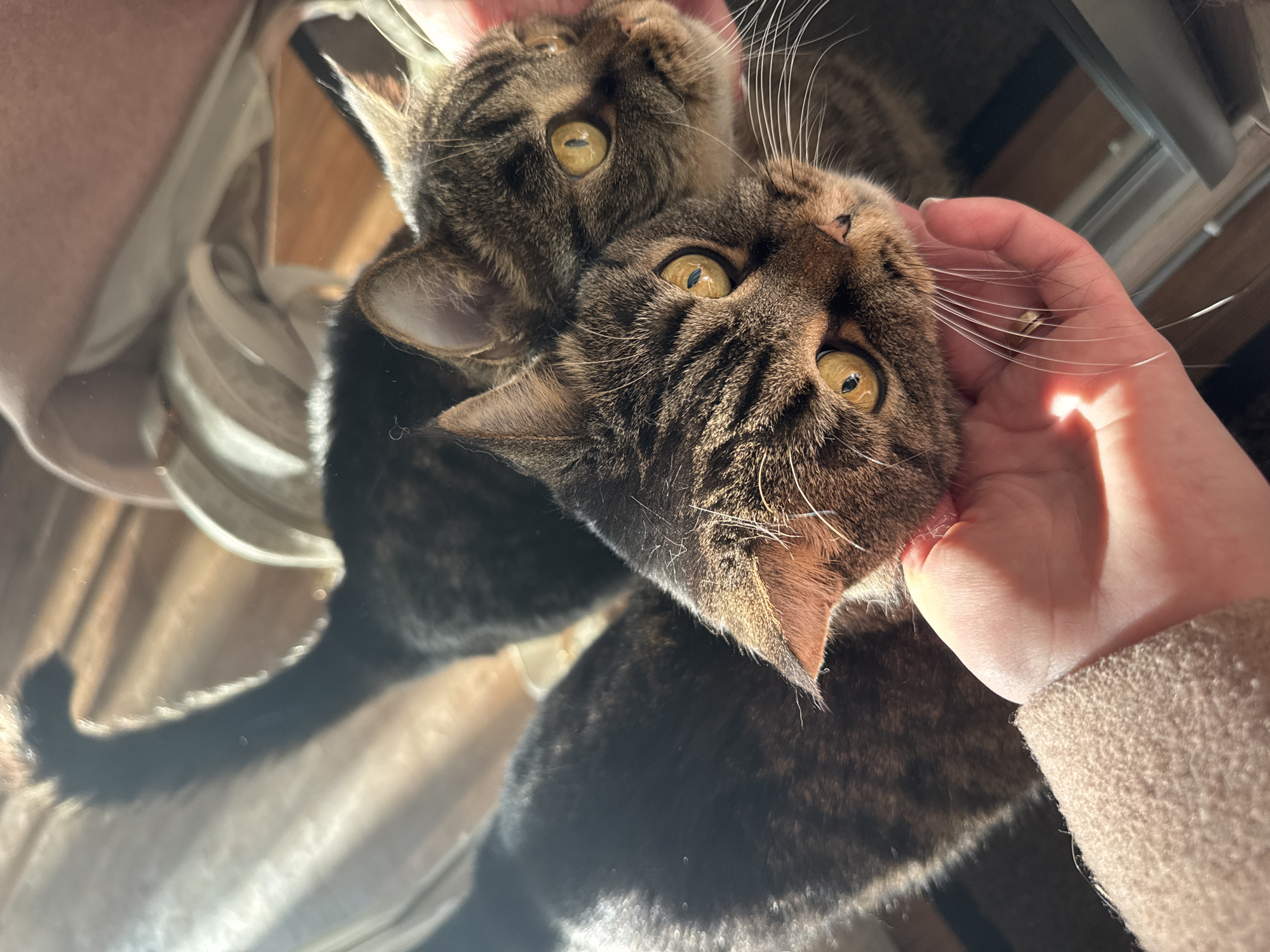 A person's hand is stroking the head of a tabby cat with yellow eyes. The cat is positioned close to a mirrored surface, creating a reflected image of the cat's head. The surroundings are blurred, but include a window frame and a draped white cloth. The location is not discernible from the visual information.