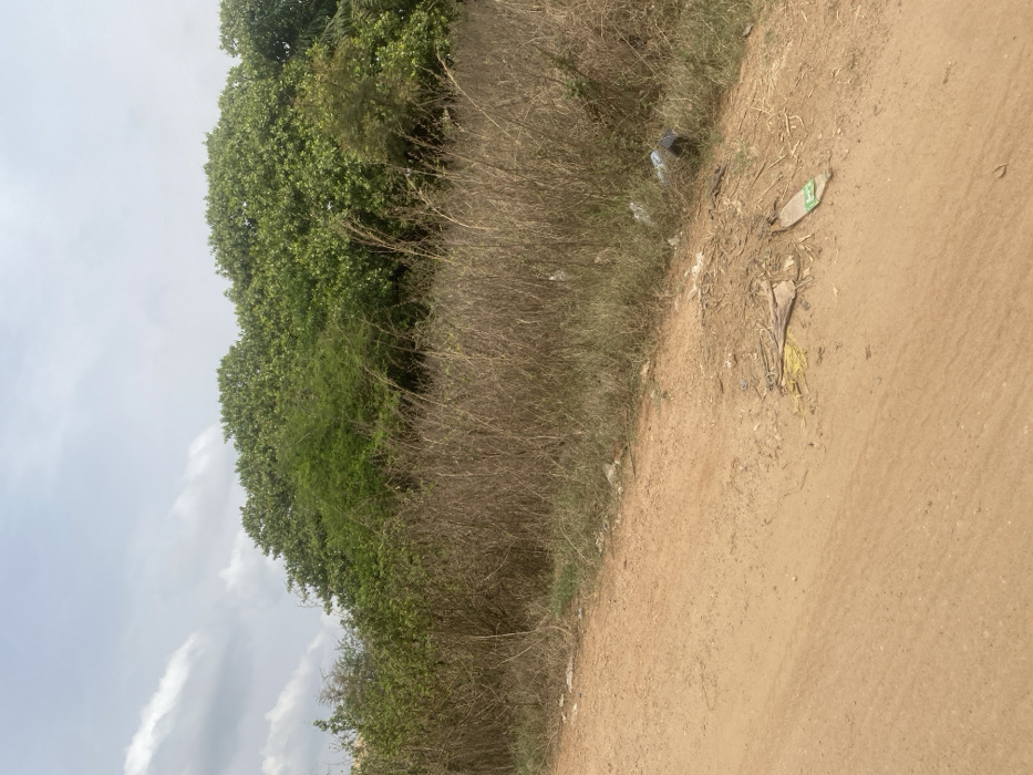 The image displays an unpaved, reddish-brown dirt road occupying the left and lower portions of the frame, extending towards the mid-right. To the right of the road, the immediate terrain transitions into a strip of densely packed, tall, dry brown grass. Interspersed within and behind this dry grass are various green bushes and smaller trees. Beyond this midground vegetation, a solid line of large, verdant green trees forms a dense canopy against the skyline, obscuring any features behind them. The sky is light grey with scattered white clouds, indicating an overcast or partly cloudy day.
Visible objects on the dirt road in the foreground include small branches, dark debris, a yellow smear, and a flattened, light-green plastic bottle. Within the dry grass adjacent to the road, white plastic litter and a dark, box-like object are discernible. No human figures, animals, or active interactions are present in the scene. The overall environment suggests an undeveloped or semi-rural area. This scene is located in the city of Sasaro, Nigeria.