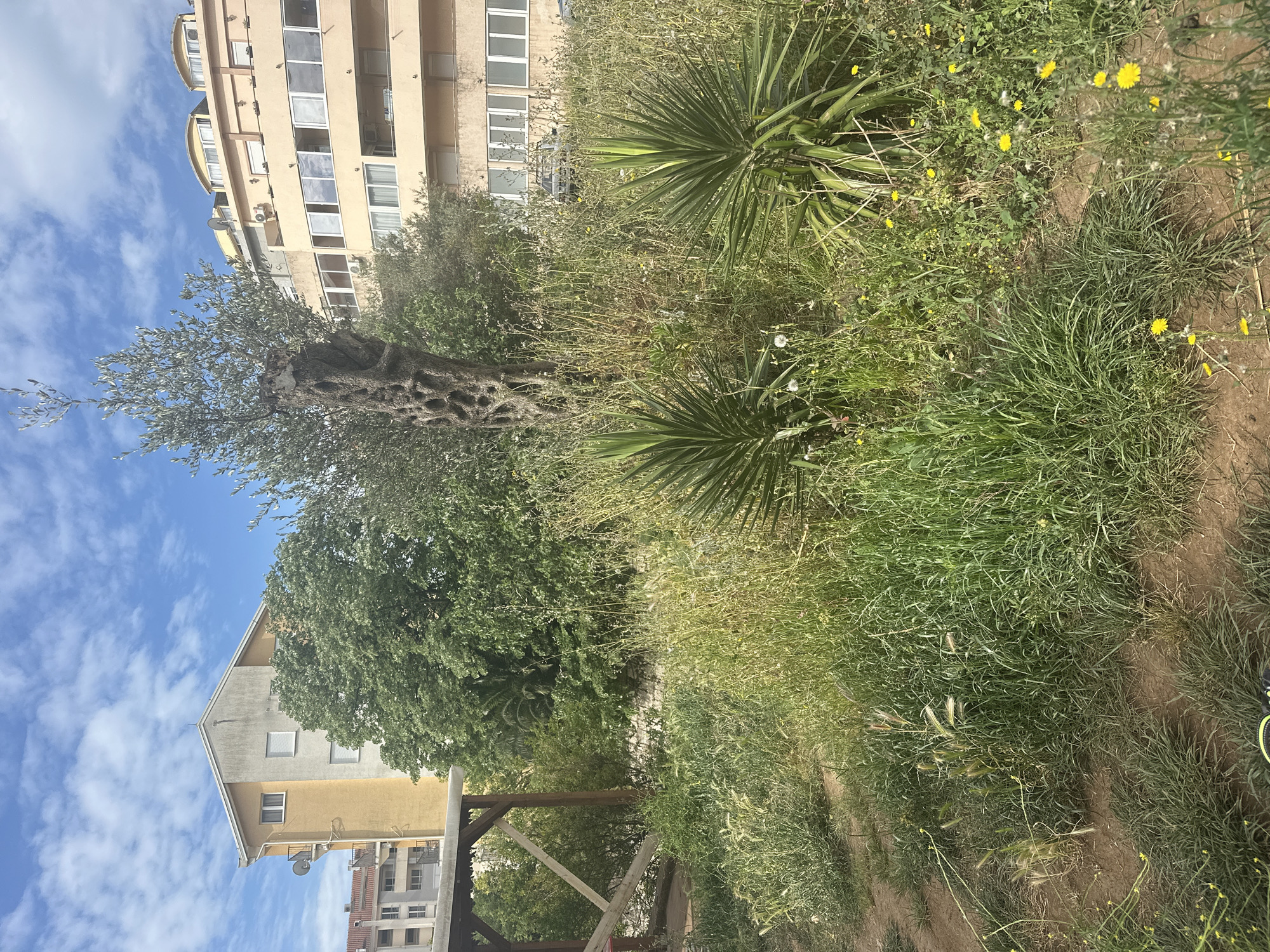 The image shows an outdoor scene in Budva, Montenegro, featuring a mix of vegetation and urban elements. In the foreground, there's a patch of unkempt grass interspersed with dandelions and other weeds, giving way to a dirt path. Beyond this, two yucca plants with spiky leaves are visible. In the background, there is an olive tree with a gnarled trunk and silvery foliage. Trees are also visible, and a wooden fence or trellis structure. The building in the background has multiple stories, with a mix of residential buildings. The sky is partially visible, with a blue hue and scattered clouds.