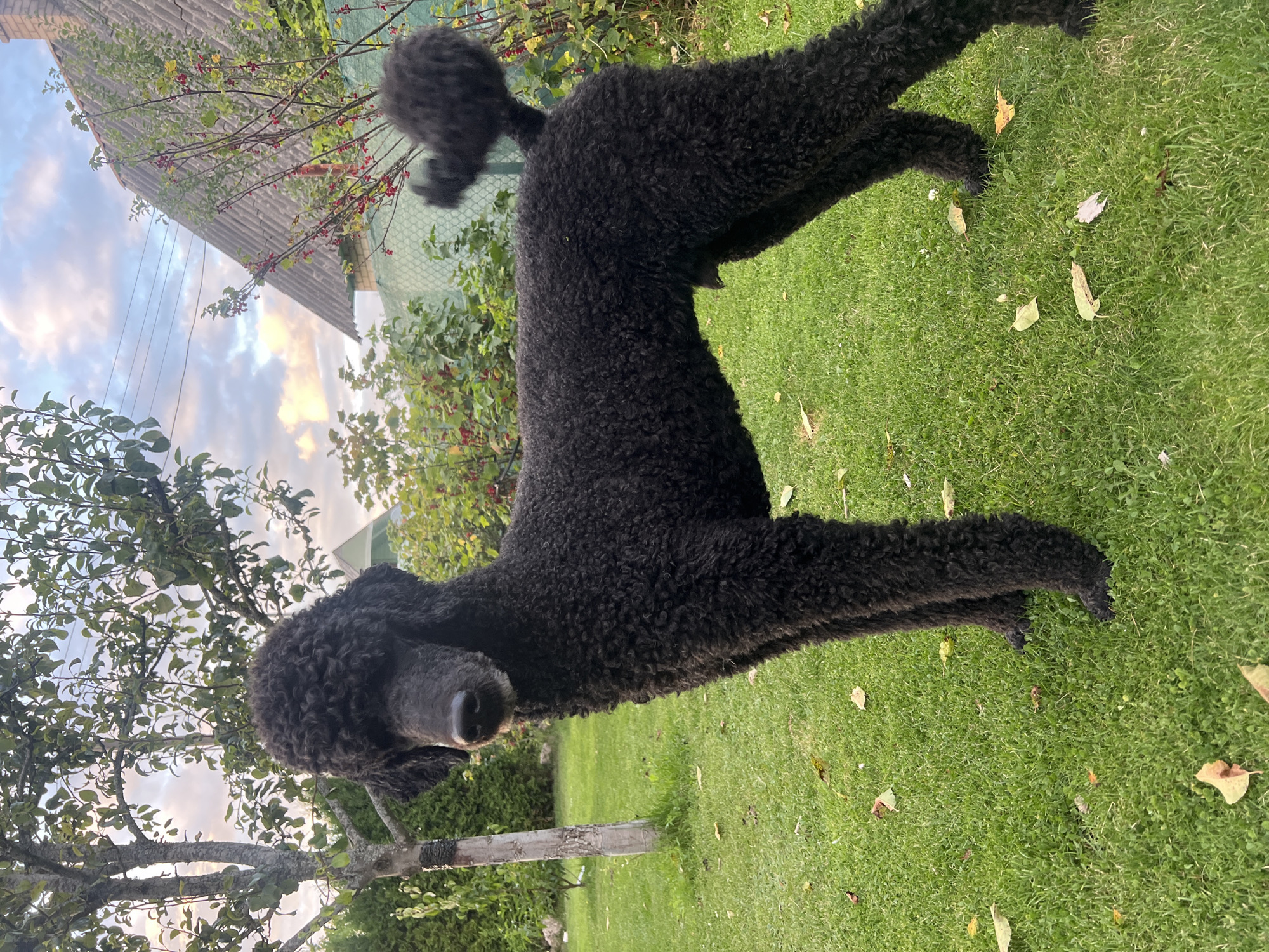 A black poodle stands on a green lawn with fallen leaves scattered around. The dog is facing right and looking forward. Behind the dog, there is a tree with green leaves, a fence, and a house with a gray roof. The sky is cloudy with patches of blue and yellow. This scene is located in Julionys, Lithuania.