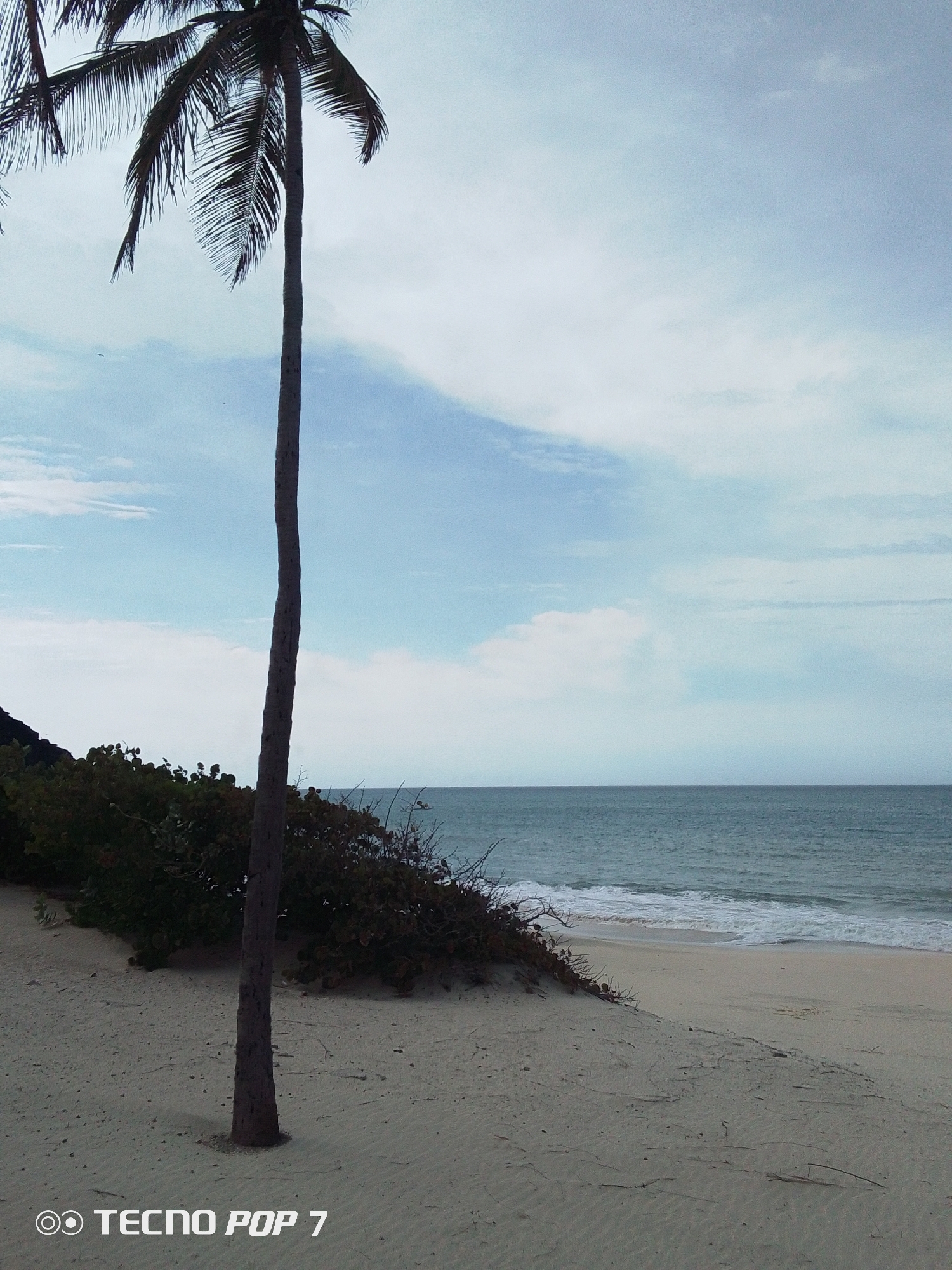 The image depicts a coastal scene in Pedro González, Venezuela. A tall, slender palm tree stands prominently in the left foreground, its trunk bare and its crown of fronds casting shadows. Behind the tree, dense green shrubs cover a small dune, leading down to a sandy beach. The ocean stretches towards the horizon with gentle waves lapping at the shore. The sky is partly cloudy, with patches of blue visible through the white clouds. The scene appears deserted, with no people visible. The image's lower-left corner has the watermark "TECNO POP 7."