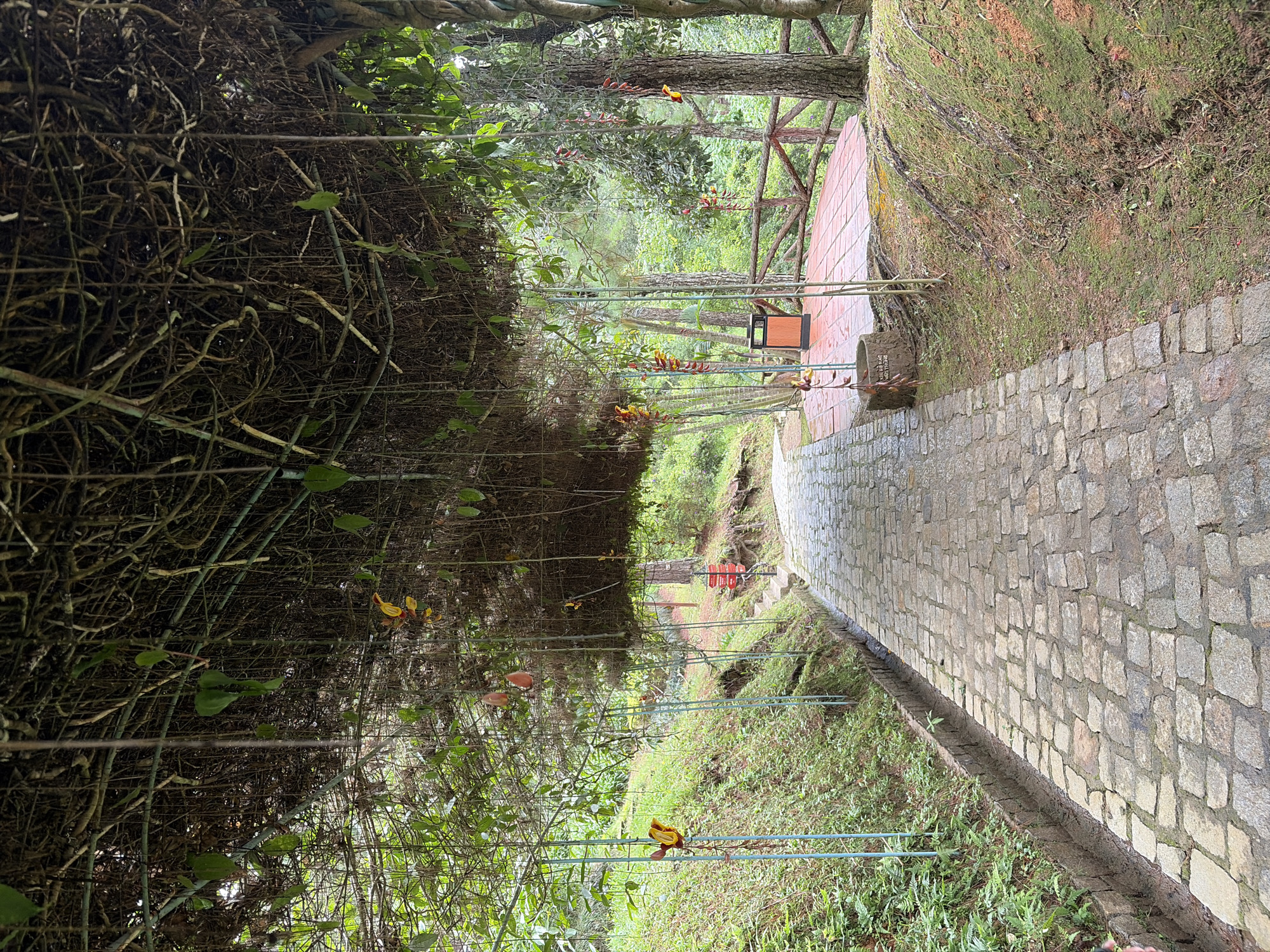 The image depicts a stone pathway winding through a lush, green environment. The pathway is covered overhead by a dense canopy of hanging vines and branches, creating a natural archway. This archway is adorned with hanging plants and flowers in shades of yellow and red. On the right side of the path, there is a wooden platform with a trash can. The surrounding landscape is characterized by dense vegetation, moss-covered ground, and trees. The pathway appears to be in a park or garden setting. The presence of a stone pathway and the dense, tropical-like vegetation suggest this could be a location within the Lam Vien - Da Lat area in Vietnam, known for its botanical gardens and natural beauty. There are no people visible in the image.