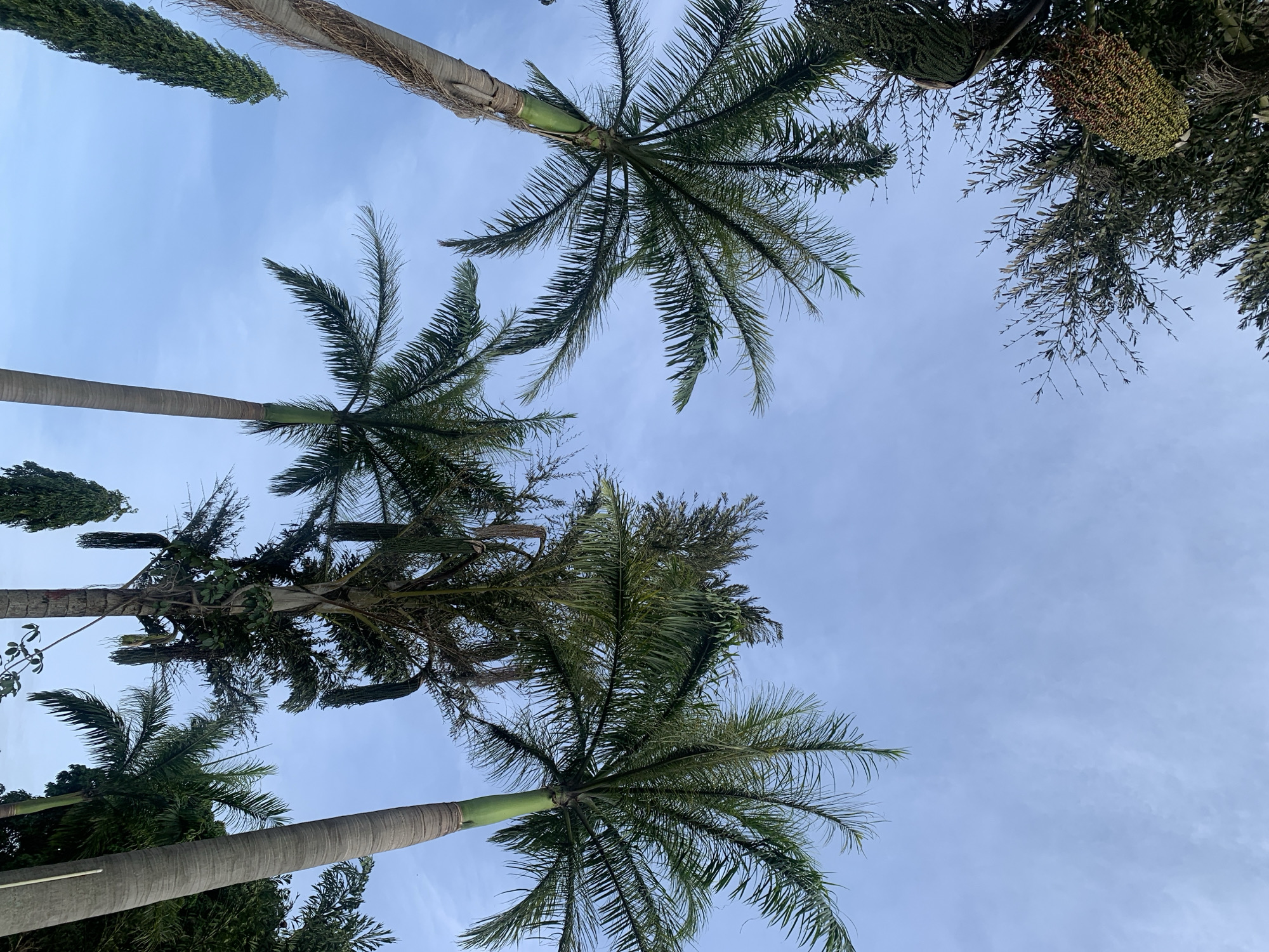 In Bukuru, Nigeria, the image captures a serene outdoor scene beneath a light blue sky with faint clouds. The foreground is dominated by the towering trunks and fronds of several palm trees, viewed from a low angle looking upwards. One palm tree on the left exhibits a rough, fibrous bark texture and extends towards the upper left corner. To its right, another palm tree stands with a smoother, green trunk and feathery fronds reaching towards the sky. Between these, a taller, fuller palm tree with a more segmented trunk is visible, its lush green foliage creating a dense canopy. Further to the right, another tall palm with a banded trunk and wide, arching fronds is prominent. In the distance, hints of other green foliage and trees are present, suggesting a park or garden setting. The overall impression is one of natural beauty and tranquility in an urban Nigerian landscape.