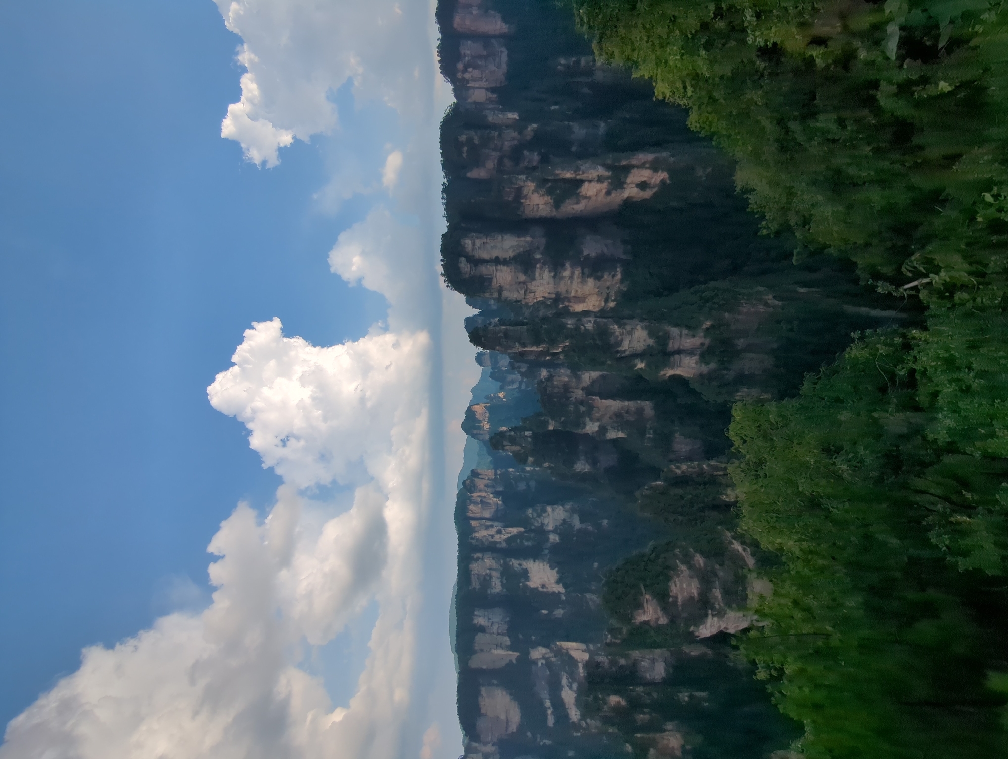A panoramic view captures the Zhangjiajie National Forest Park, a UNESCO World Heritage site within Luoguta, China. Towering sandstone pillars, cloaked in verdant vegetation, dominate the landscape, their sheer cliffs rising dramatically against a vibrant blue sky dotted with fluffy white clouds. The foreground is filled with lush green foliage, forming a dense canopy that partially obscures the base of the geological formations. The lighting suggests it is daytime, with the sun casting soft light on the scene. No people or animals are visible. The image showcases a natural environment characterized by its unique and striking geological features.