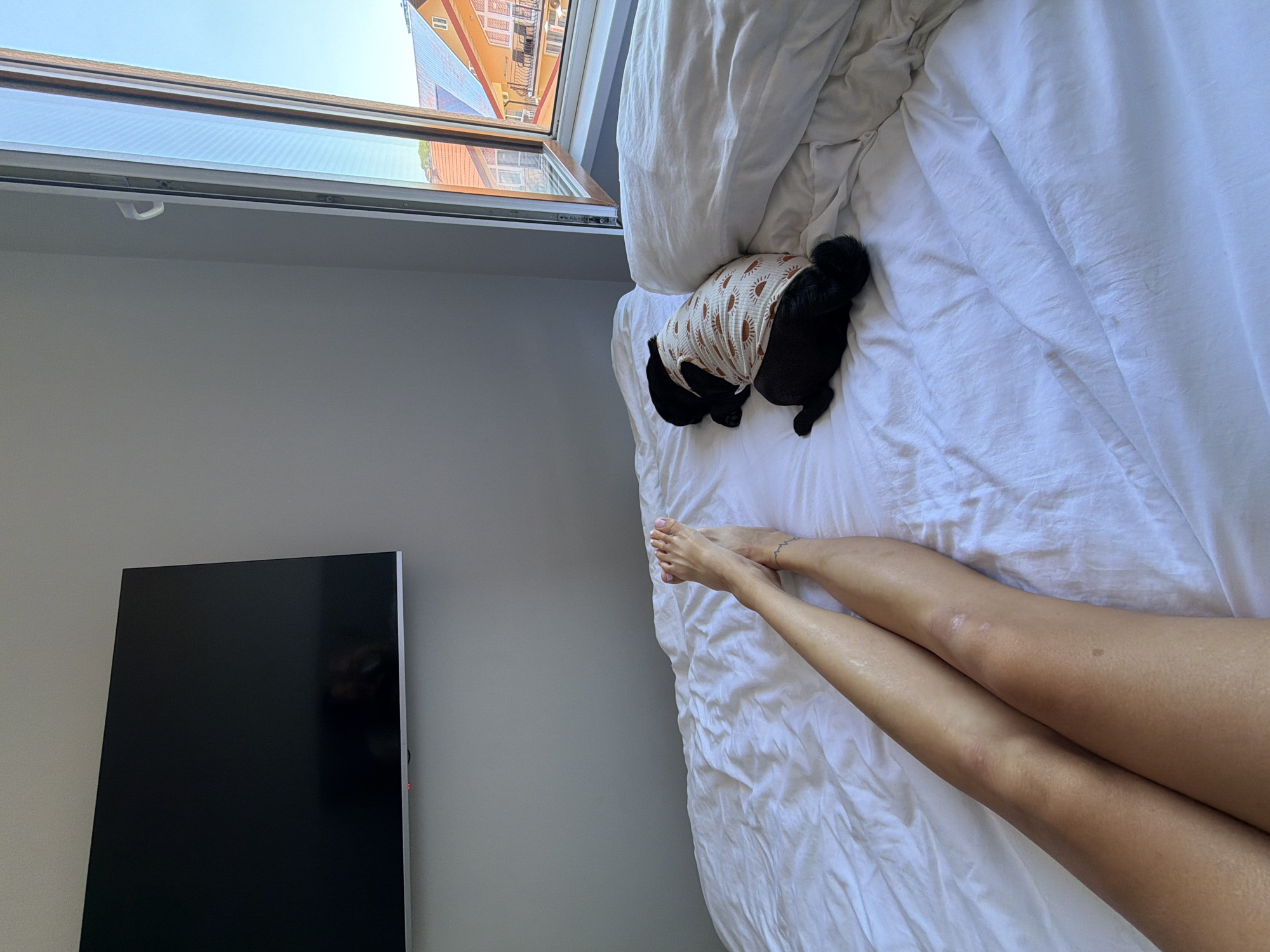 In a bright bedroom, a black pug wearing a tan shirt with a sun pattern rests on a white-sheeted bed. To the left, a person's legs are visible, their feet bare and one adorned with a delicate ankle bracelet. A large, dark television screen is mounted on the gray wall above the bed. A window, open to a clear blue sky, reveals colorful buildings and rooftops outside. The scene suggests a relaxed domestic setting within the city of Sirius, Russia.