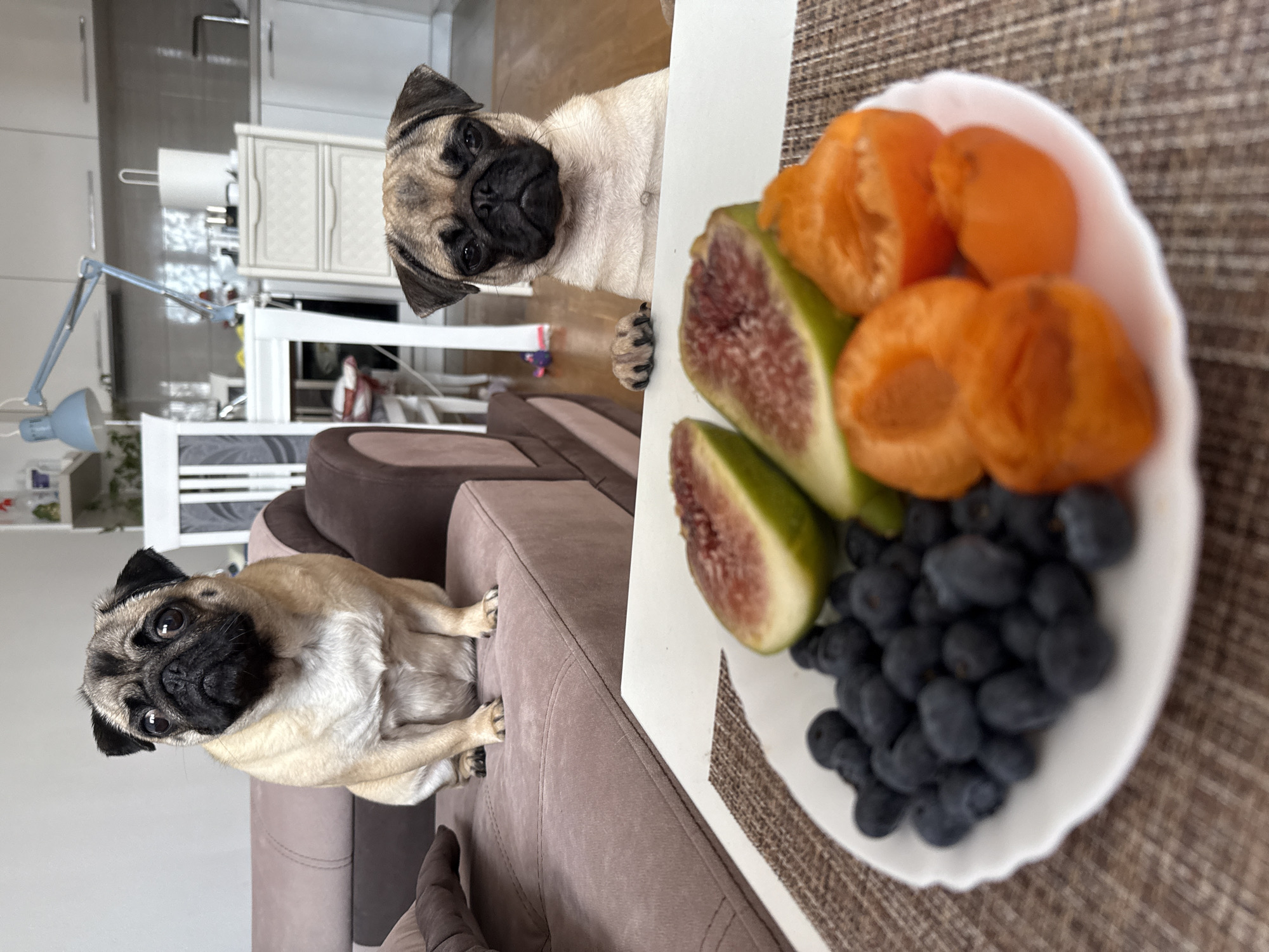 This media file shows two pugs in a brightly lit room, possibly a kitchen or living area. One pug is on the floor, looking directly at the camera with a curious expression. Its ears are perked up, and its eyes are wide. The other pug is peeking over a white table from the right side of the frame, also looking at the camera. Its head is tilted, giving it an inquisitive appearance.
On the table, there is a white plate filled with fruit. The fruit includes blueberries, sliced figs, and what appear to be halved apricots or peaches. The pugs seem to be interested in the fruit, suggesting they might be waiting for a treat or observing their human's snack.
The background reveals domestic furniture, including a couch and cabinetry, indicating an indoor setting. The lighting suggests it's daytime. The overall mood is lighthearted and captures a moment of everyday life with pets. There is no visible text in the media file.