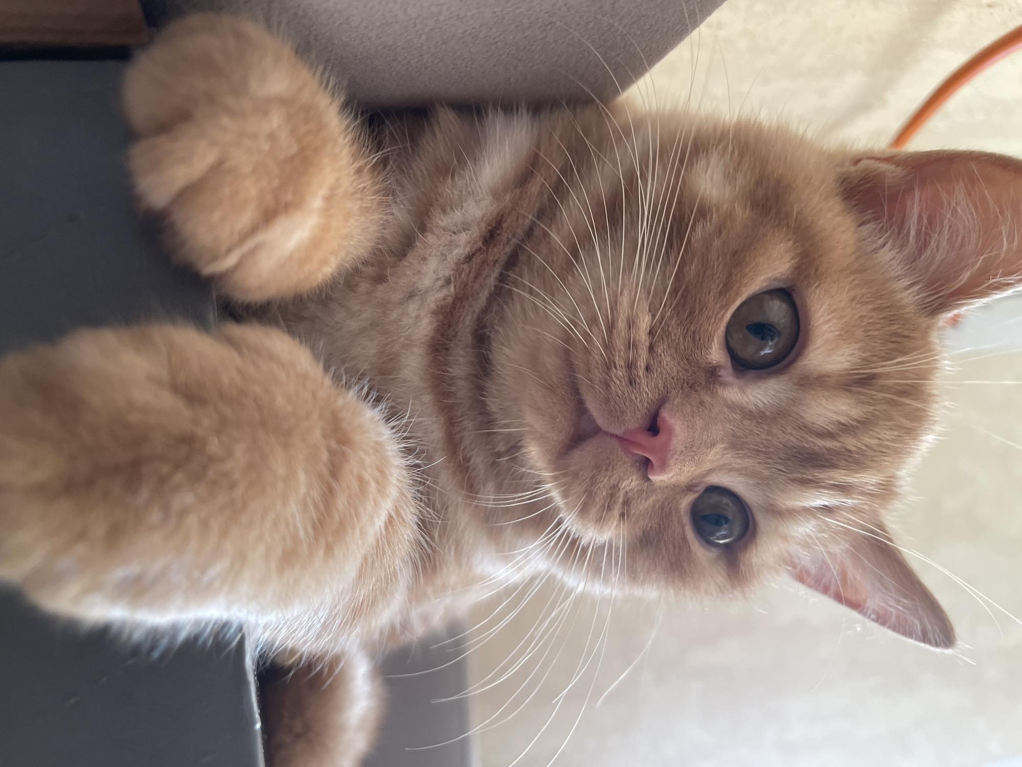 A close-up, eye-level, portrait-oriented shot captures an orange tabby kitten peeking over the edge of a dark gray surface. The kitten's head is angled slightly to the right, with its large, dark eyes gazing upward and to the right. Its pink nose is prominent, and long white whiskers fan out from its muzzle. The kitten's ears are perked, and its fur is a mix of light and dark orange stripes. Its front paws, fluffy and rounded, rest on the edge of the dark gray surface, obscuring the rest of its body. The background is out of focus, appearing as a pale, textured wall with a hint of an orange cord in the upper left corner. The lighting is soft and natural, coming from the left and casting subtle shadows. The scene does not contain any identifiable elements of the city of Kommunarka, Russia.