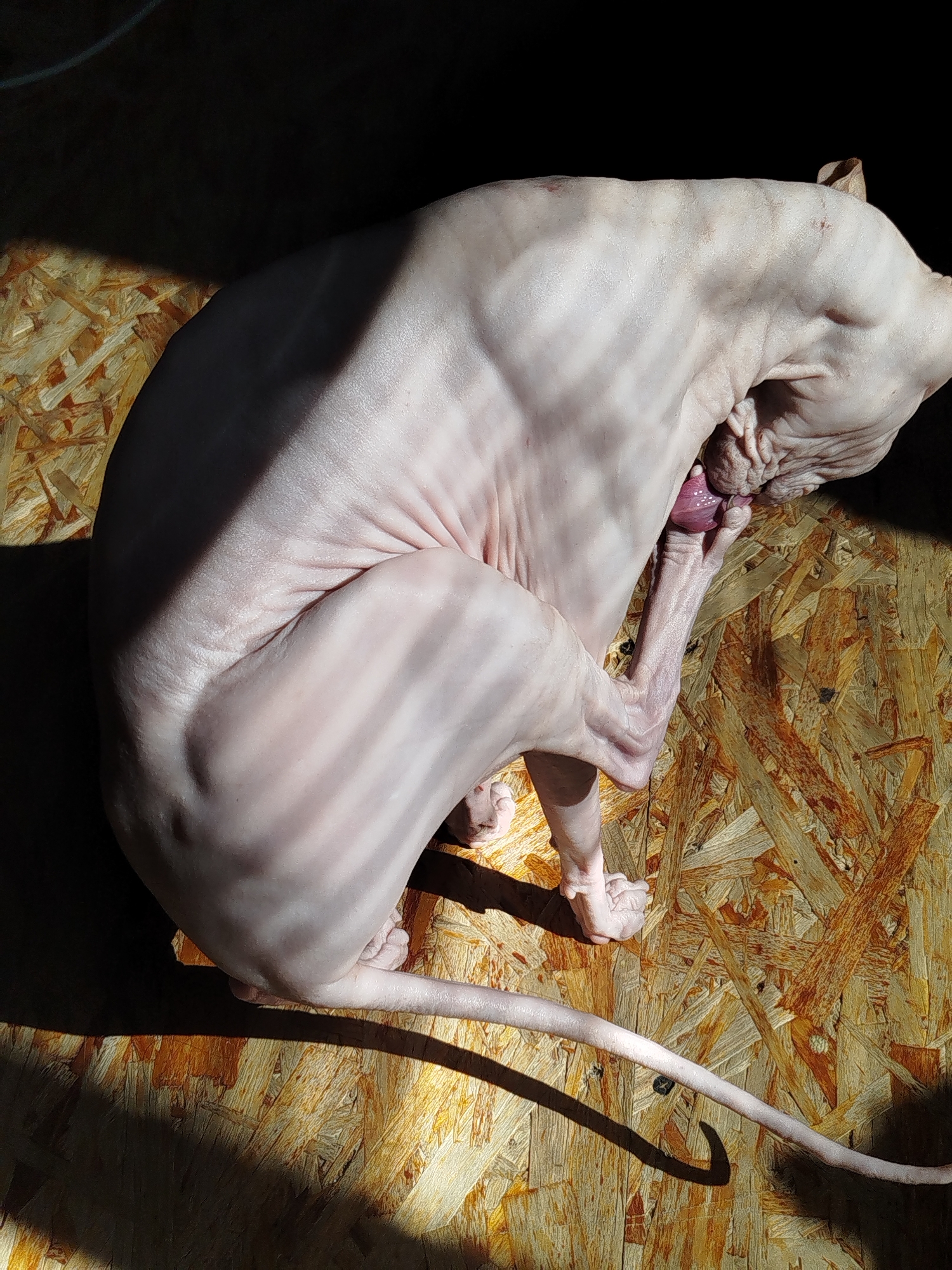 The image shows a hairless cat in a curled position on a wooden surface. The cat is pale pink and its body is illuminated by harsh sunlight, creating strong shadows. The wooden surface appears to be made of plywood or particle board, with a textured, splintered appearance. The cat's tail extends along the surface. There are no visible signs of the city of Zavodoukovsk, Russia in the image. The scene is indoors or in a sheltered outdoor area, with a dark background suggesting a wall or curtain.