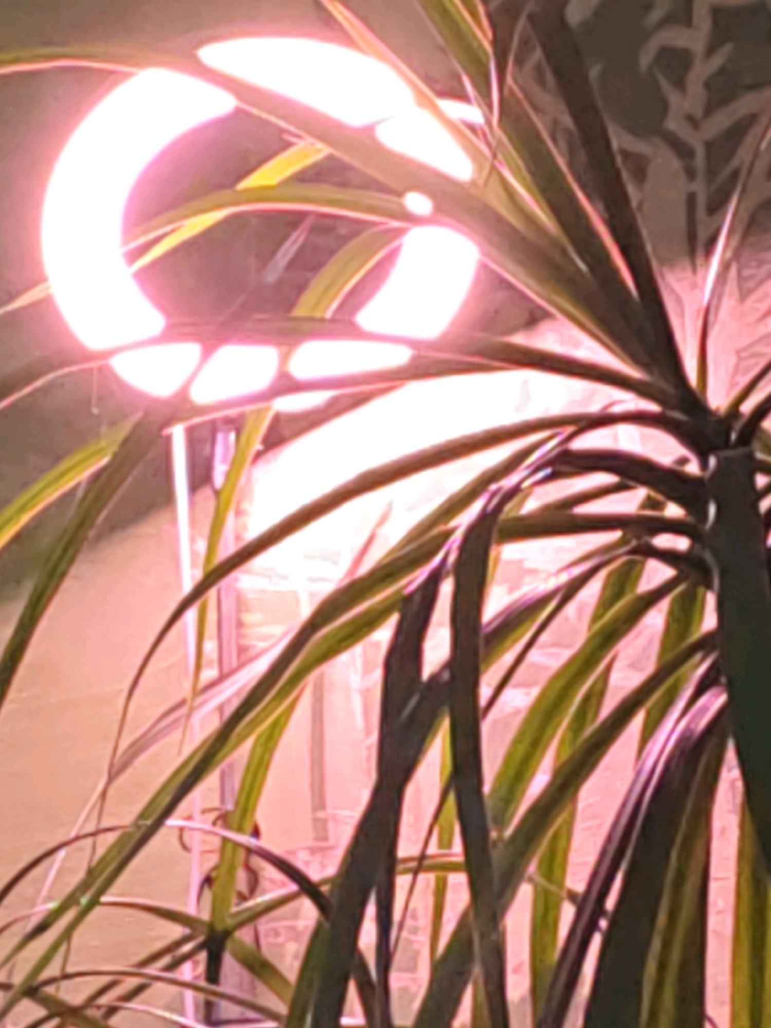 The image shows a close-up of a plant with long, slender leaves bathed in pink light from an overhead grow lamp. The lamp appears to be circular or ring-shaped, with multiple light-emitting sections visible. The plant's leaves are a mix of dark green and lighter, yellowish-green stripes. The background is indistinct, with a patterned texture that might be a wall or a screen, also illuminated by the pink light, creating a soft, diffused glow. The image is shot from below, looking upwards towards the light and the plant's foliage. There are no people or other discernible objects in the frame. This image does not provide any information to determine its location in Rostov-on-Don, Russia.