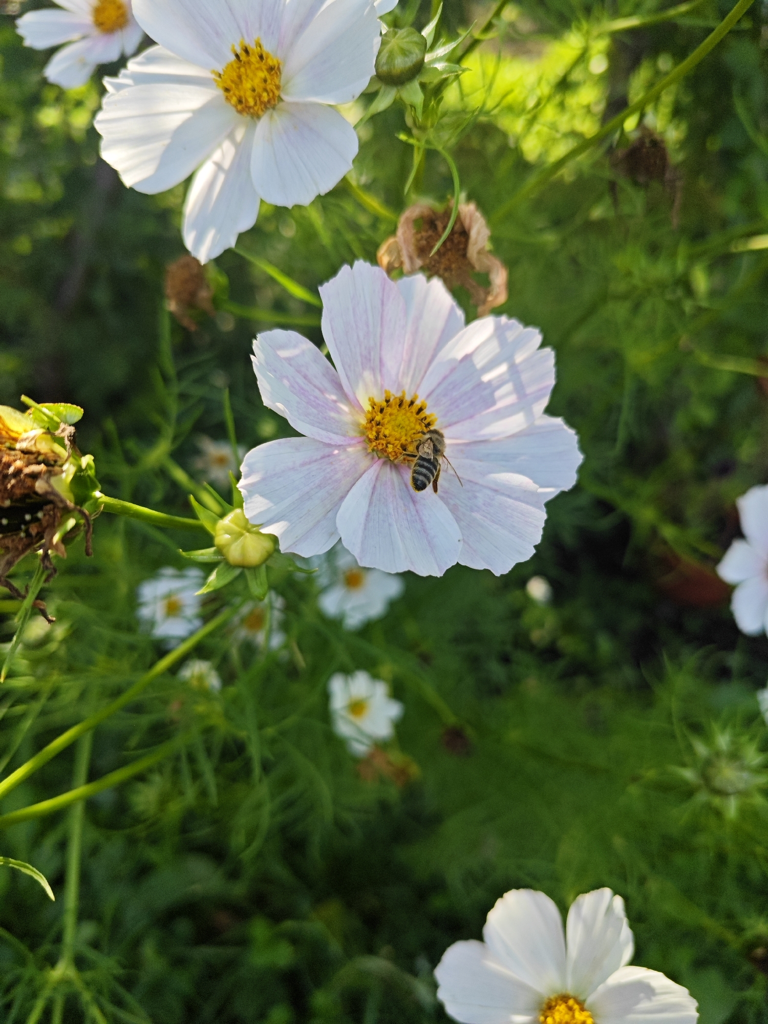 In a garden setting, likely in Ufa, Russia, a bee with black and yellow stripes is actively pollinating a white cosmos flower. The flower is partially lit by sunlight, casting shadows on its delicate petals, which have a subtle pink hue. The background is a blur of green foliage and other white flowers, suggesting a natural and vibrant ecosystem. The focus is on the interaction between the bee and the flower, capturing a moment of natural beauty and activity.