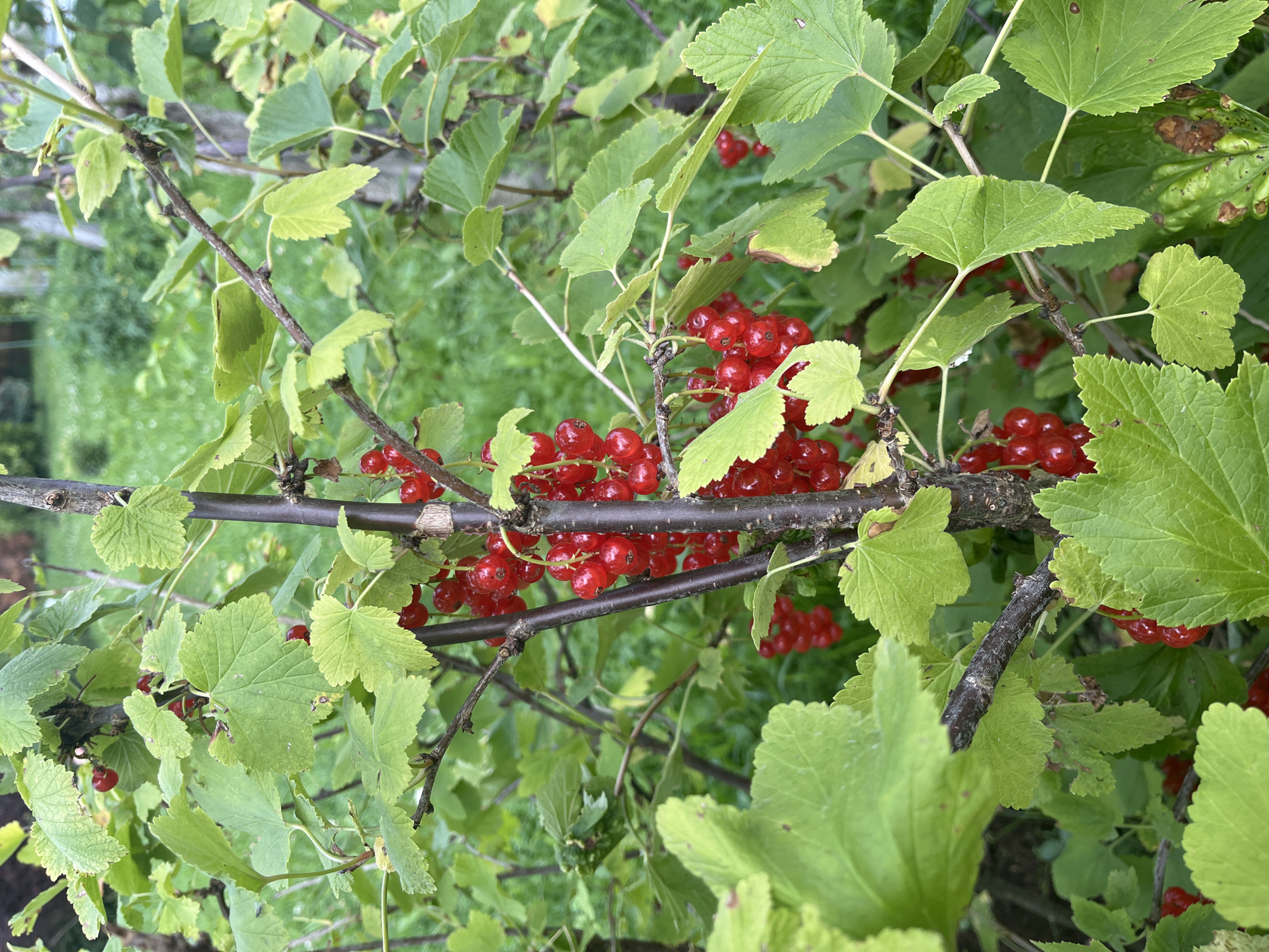 This image depicts a close-up view of a red currant bush with ripe berries, set against a blurred background of green foliage and grass. The bush has dark, woody stems and vibrant green leaves, many of which are serrated. Clusters of bright red currants are visible throughout the branches. The lighting suggests an outdoor setting, likely during daylight hours. No people or any man-made structures are visible. The image does not provide information about the city of Vladimirovka, Russia, or any specific location.