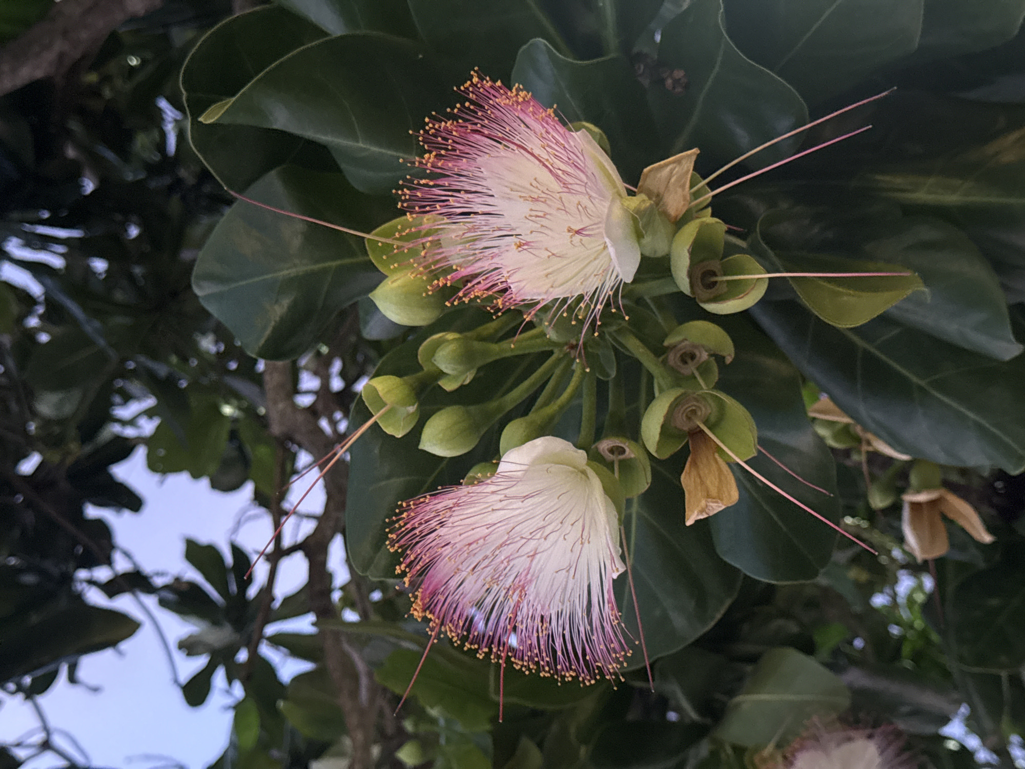 In Patong, Thailand, two pink and white flowers with long, thin stamens are blooming on a tree with large, dark green leaves. The flowers have a delicate, feathery appearance, with the pink tips of the stamens creating a striking contrast against the white petals. Several unopened flower buds are visible, as well as some withered brown petals. The background is a blur of green foliage and a hint of the sky.