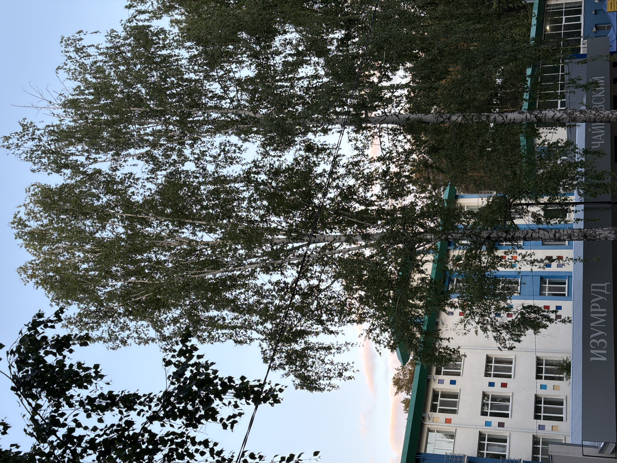 This media file captures an outdoor scene featuring tall birch trees and a multi-story building under a clear daytime sky. The image is composed with large, leafy birch trees in the foreground and midground, their white trunks distinct against the green foliage. Several electrical wires are visible weaving through the tree branches.
Behind the trees, a building with a white facade, accented with blue sections and small, colorful squares (red, blue, orange, purple) around its many rectangular windows, stands prominently. The roofline of the building is a dark green or teal color.
On the right side of the building, a large vertical sign with a dark background displays white Cyrillic text. The lower, clearly visible portion reads "ИЗУМРУД" (IZUMRUD), which translates to "Emerald". Above this, partially obscured by tree branches, another section of text reads "ЧАЙКОВСКИЙ" (CHAYKOVSKIY). A smaller yellow sign with the text "ПАРКОВКА" (PARKOVKA), meaning "Parking," is faintly visible in the upper right area near the building.
The time of day appears to be daytime, possibly late afternoon or early evening, given the soft, clear lighting. The sky is a light, cloudless blue. The scene is static, with no people or specific activities taking place. The visible text confirms the location context as Chaikovsky, Russia.