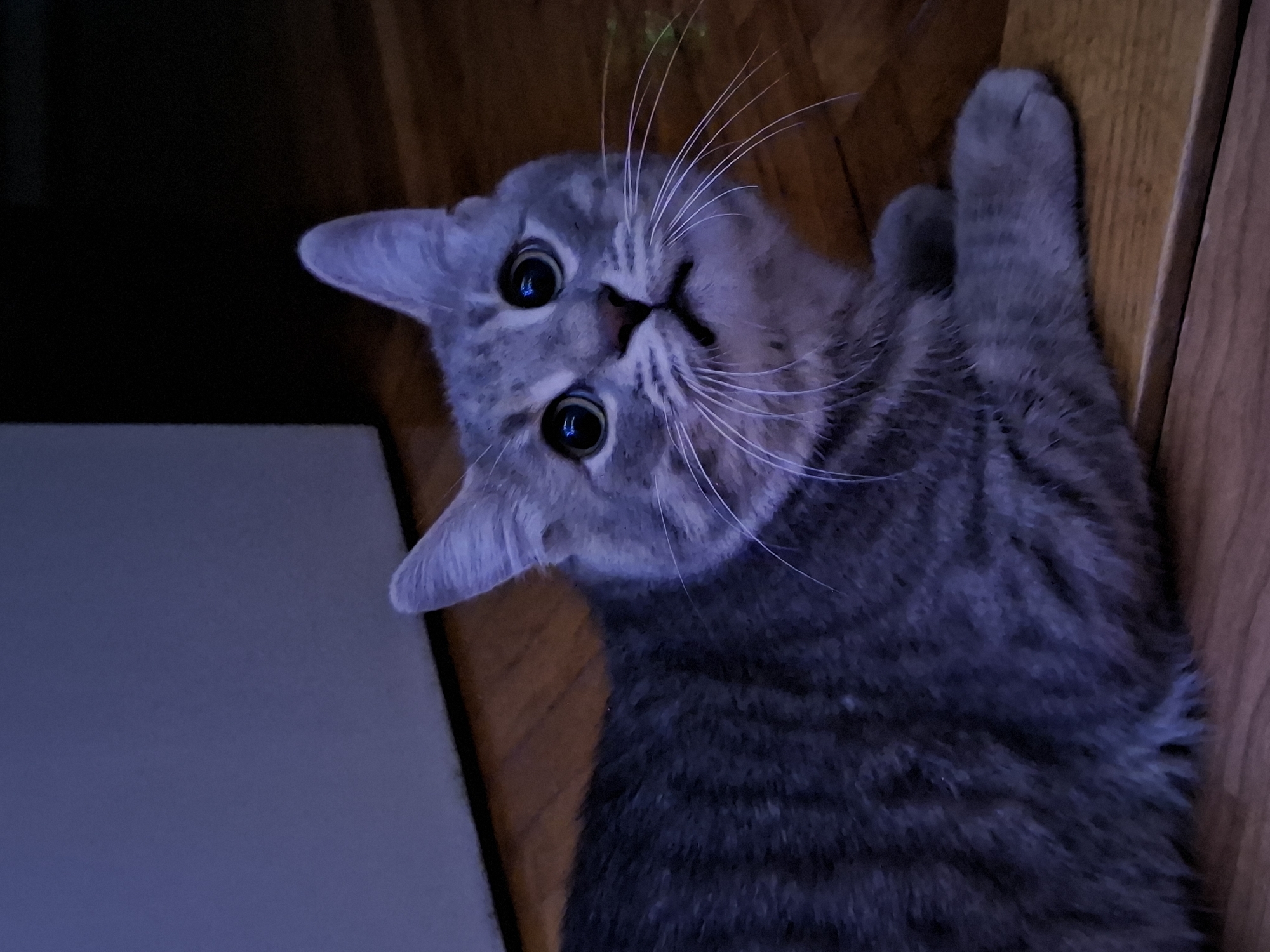 A grey tabby cat is lying on a wood floor. The cat's head is tilted towards the left, and its eyes are open, looking towards the camera. The cat's right paw is extended upward. The environment is dimly lit. There is a light surface in the lower left corner. The location cannot be determined from the image.