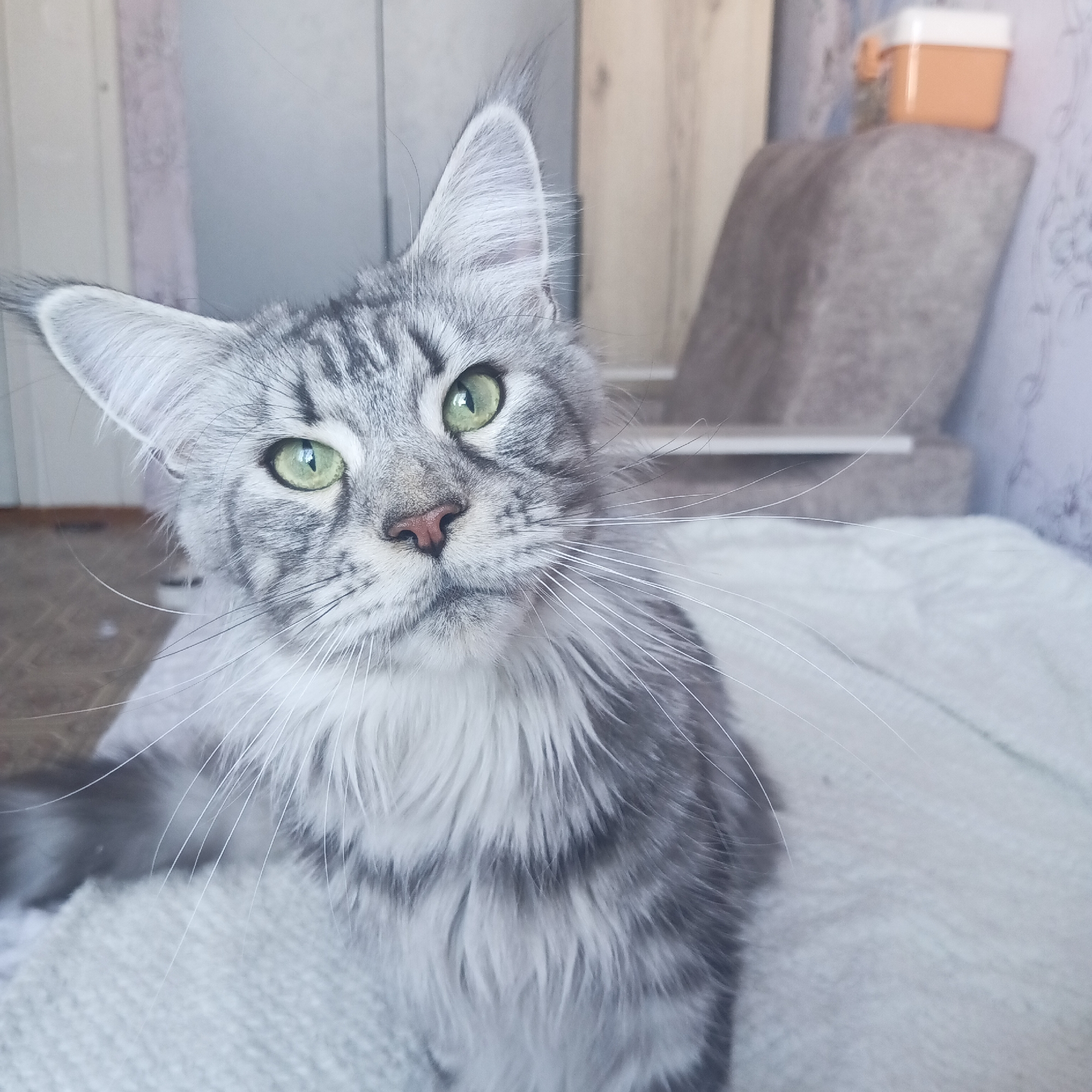 A gray Maine Coon cat with green eyes and a pink nose is sitting on a white blanket. The cat's head is tilted slightly, and it is looking directly at the camera. A light gray chair with an orange container on it is in the background. The setting is Chaikovsky, Russia.