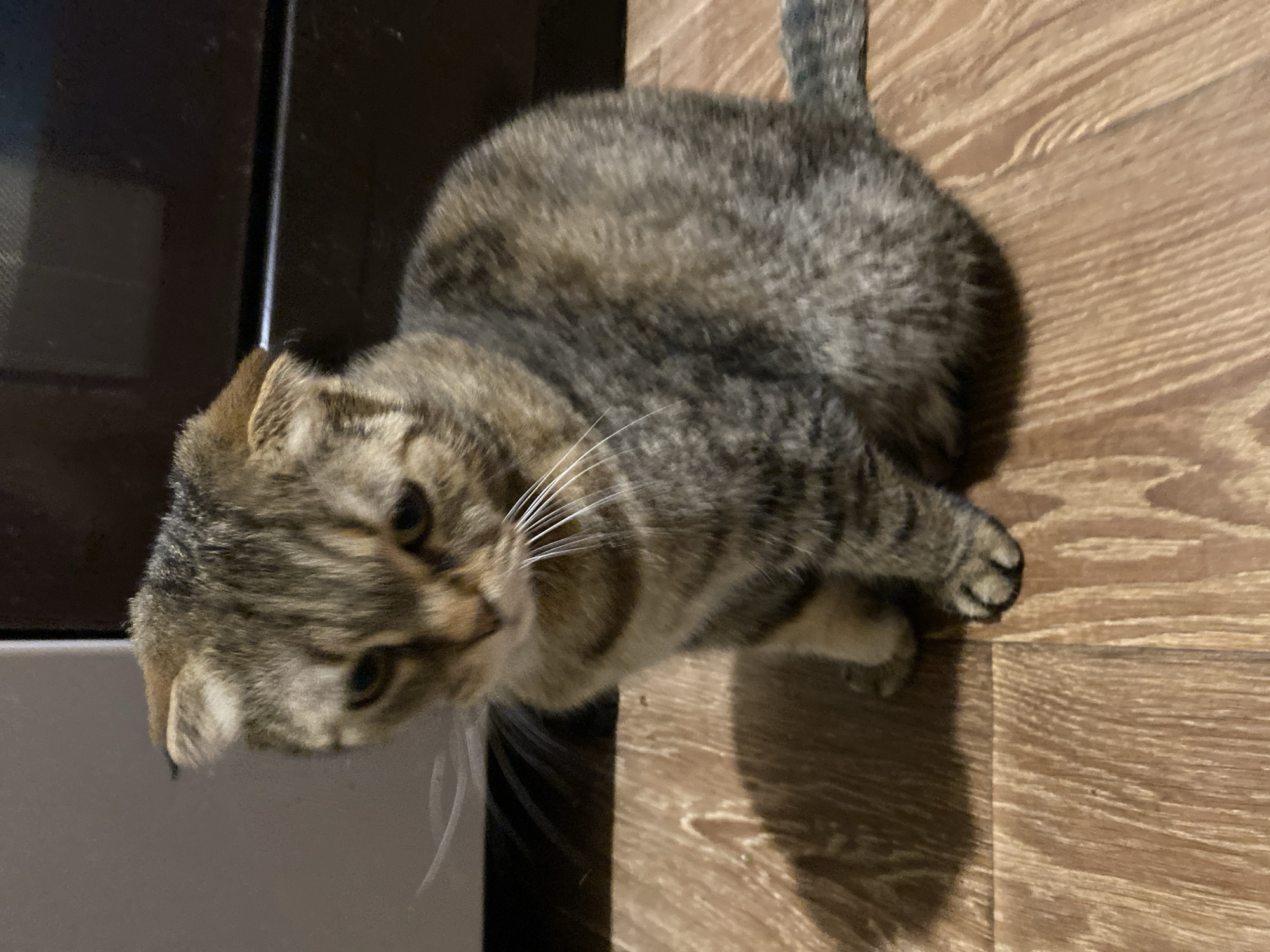 A young Scottish Fold cat with brown tabby markings is sitting on a wooden floor. The cat is facing slightly to the left and looking downwards with a solemn expression. Its ears are folded forward, characteristic of the breed. The background is blurred, showing a dark surface behind the cat and a lighter surface to its left. The lighting creates a shadow of the cat on the floor to its left. The floor appears to be made of wood planks with a natural grain pattern.