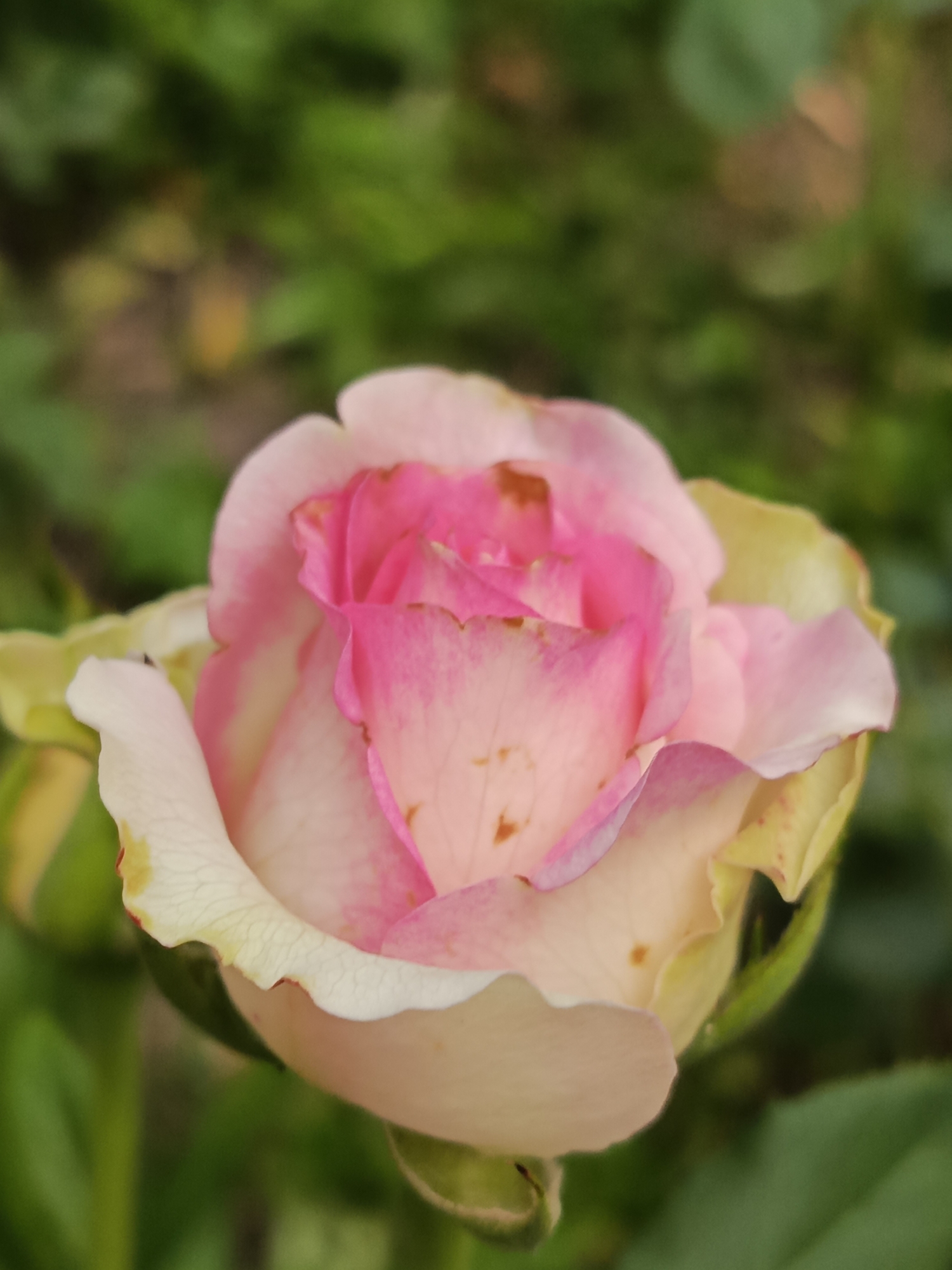 The image is a close-up, vertical, eye-level shot of a pink and white rosebud. The rose is the sole subject of the image, with its petals unfurling to reveal shades of pale pink and cream. The edges of the outer petals are a creamy white, with some hints of yellow and slight browning or discoloration on their tips. Deeper within the rose, the petals transition to a vibrant pink, with darker pink edges. Some brown spots are visible on the lighter pink petals, suggesting imperfections or the natural aging of the bloom. Two green sepals are visible beneath the bloom, and one appears to be a bud that has not yet opened.
The background is softly blurred, indicating a shallow depth of field. It consists of lush green foliage, with some hints of lighter green and yellow, suggesting a garden setting. The lighting appears to be natural and diffused, possibly indicating an overcast day or the soft light of early morning or late afternoon. There is no visible text in the image. The overall mood is delicate and natural, focusing on the beauty and subtle details of the rose.