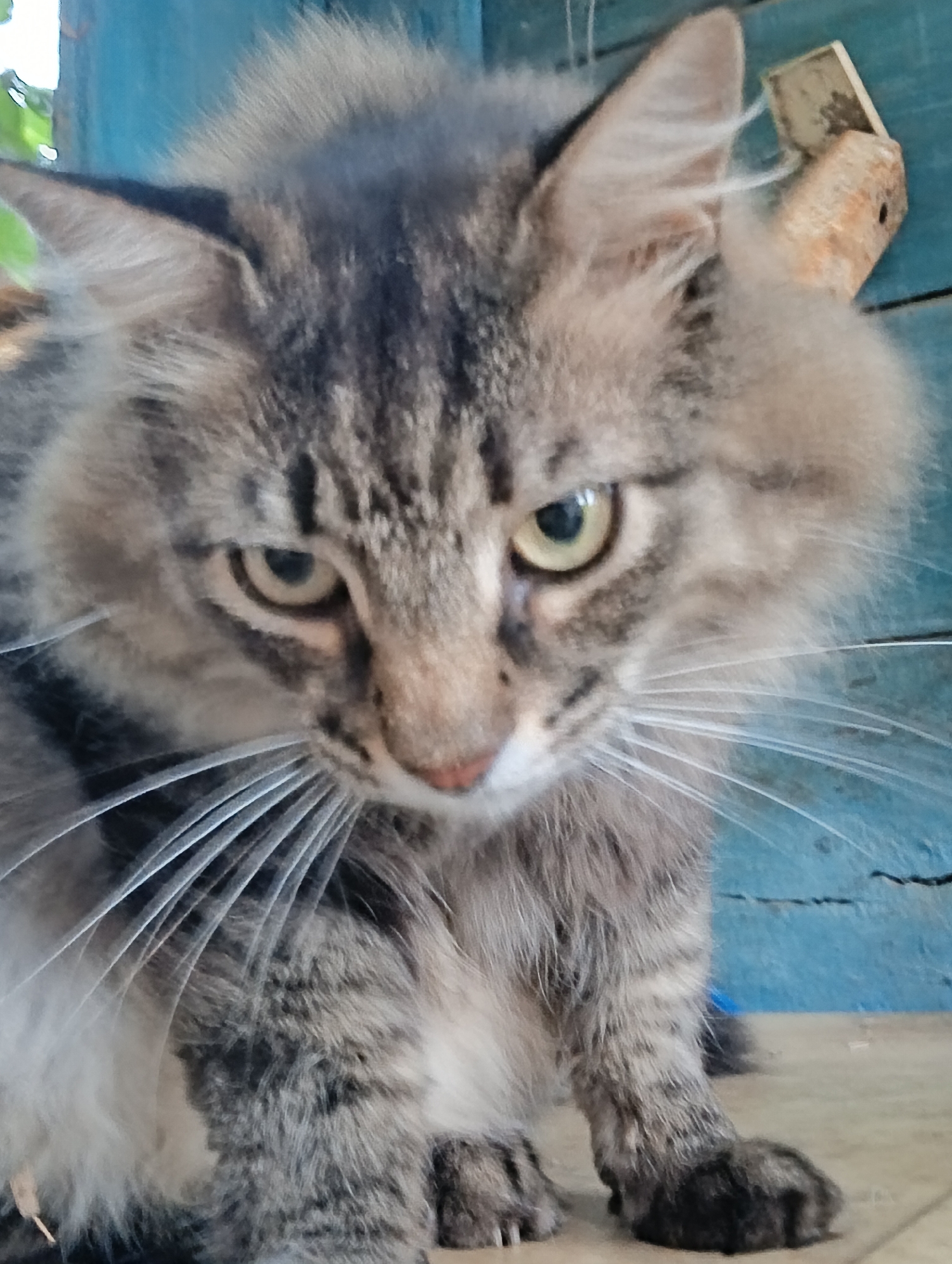 This is a close-up, eye-level portrait of a long-haired tabby cat. The cat has gray and brown fur with distinct tabby markings on its face and body. Its eyes are a striking yellow-green, and its gaze is directed downwards with a slightly intense expression. Long, white whiskers fan out from its muzzle. The cat is positioned in the foreground, with a blurred background that appears to be an outdoor setting. A bright blue, weathered surface, possibly painted wood, is visible behind the cat. A piece of light-colored, rough material, possibly wood or a nail, is attached to this blue surface on the right side of the frame. The lighting suggests it might be daytime, possibly overcast, as there are no harsh shadows. The cat's fur appears slightly disheveled, hinting at an outdoor or active environment. The overall impression is that of a candid shot of a domestic cat in its surroundings. There is no visible text in the image. The location context provided is Krasnyye Barrikady, Russia.
