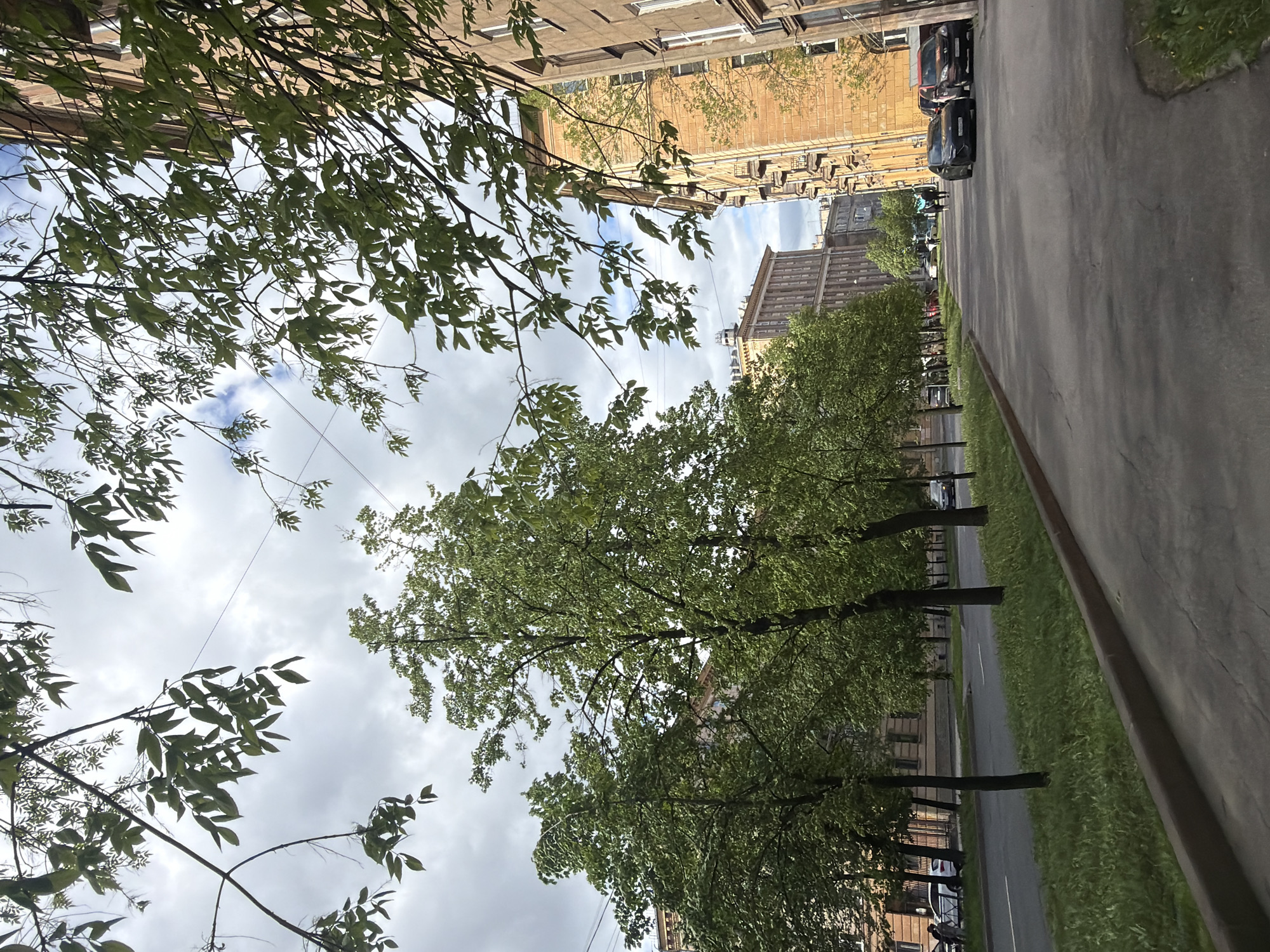 This photograph captures a street scene in Saint Petersburg, Russia, characterized by a narrow urban canyon framed by tall buildings and lush trees. The perspective is unusual, appearing almost as if the camera is looking straight up while tilted to the side. A road runs along the right, leading away from the viewer with parked cars. A green strip of grass sits between the road and the buildings on the right. A line of trees is planted along the road on the opposite side. The sky above is overcast with clouds. Buildings loom on either side, and overhead power lines crisscross the space between the branches of the trees.