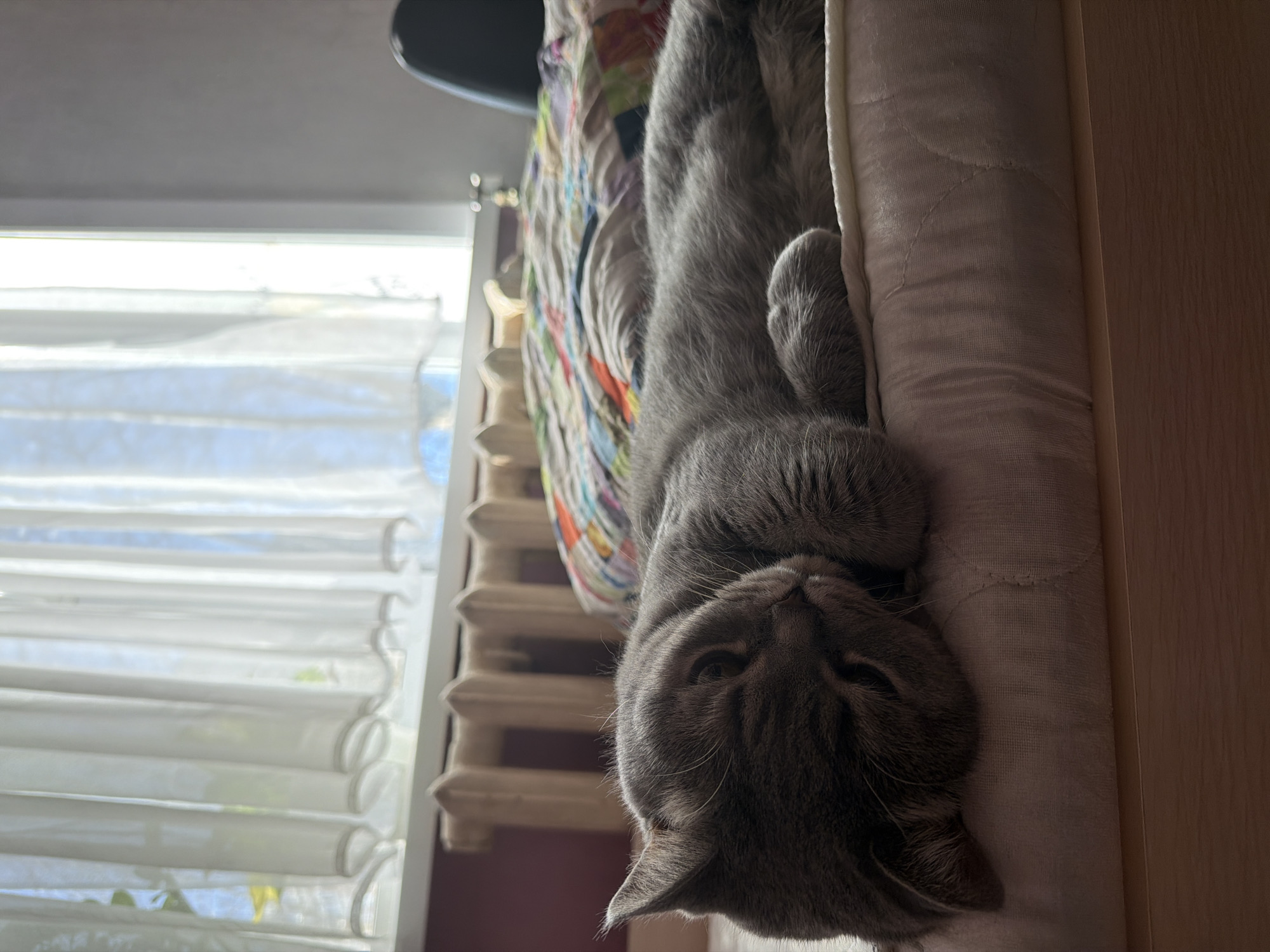 A gray cat is upside down on a bed next to a wooden bedside table. The cat's face is prominent and its paws are curled. A colorful quilt is visible behind the cat. In the background, a window with white blinds can be seen. The location is indoors, in a home or apartment. There is no information to confirm this photo was taken in Perm, Russia.