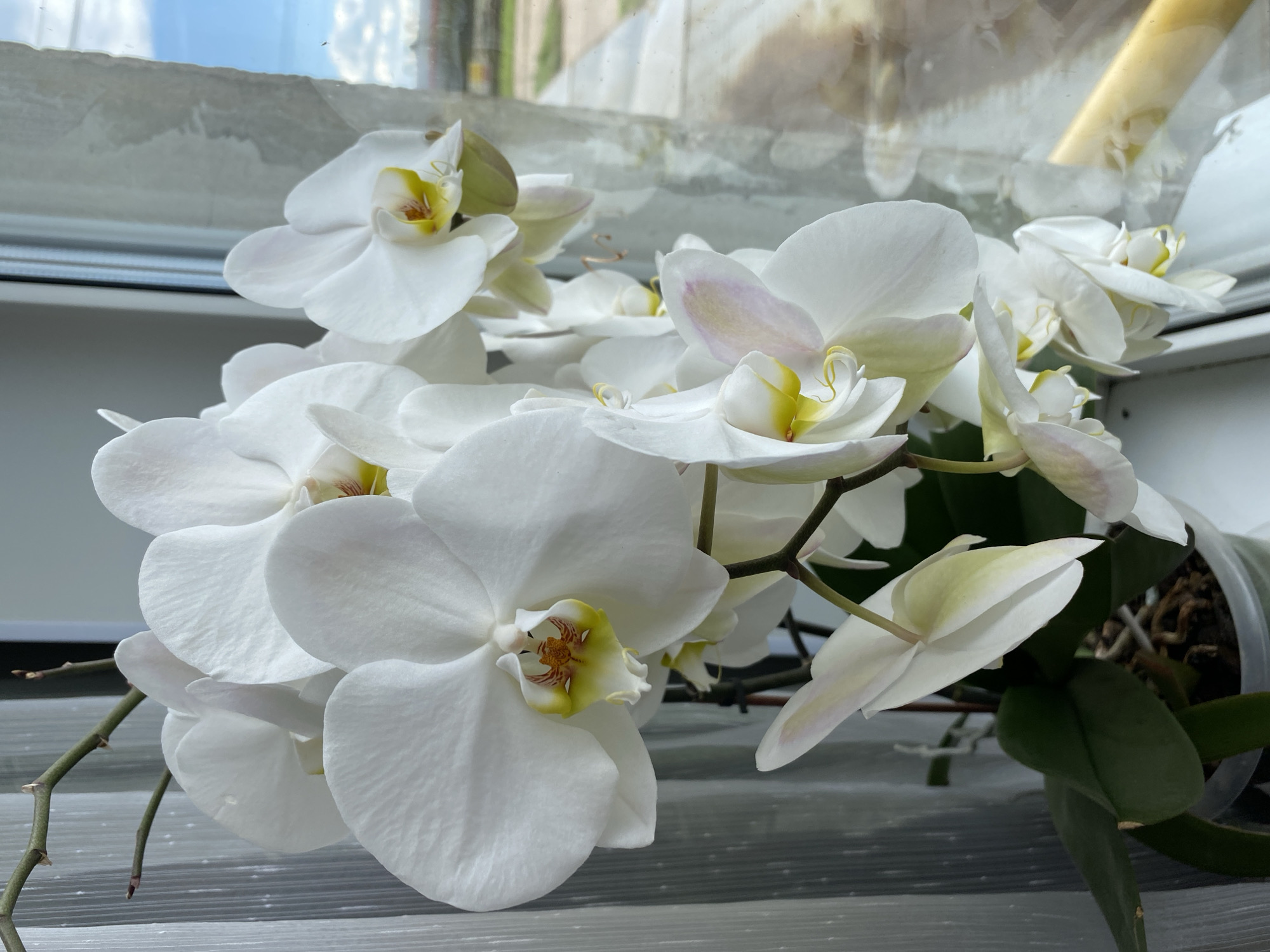 A close-up, eye-level shot features a vibrant cluster of white Phalaenopsis orchids in full bloom, positioned indoors near a window. The dominant subjects are the numerous orchid flowers, primarily pristine white petals with distinct yellow and reddish-brown or pink coloration in their centers (labellum). Several green stems emerge from the base, supporting multiple blossoms and some unopened buds.
The orchids are housed in a transparent plastic pot, visible in the lower right, revealing brown root structures and potting medium (likely bark). Dark green leaves are also partially visible, extending from the base of the plant. The flowers are arranged in a dense, cascading manner, with some facing directly towards the viewer and others angled to the sides.
In the background, a window is clearly visible, acting as the light source. The upper portion of the image shows reflections on the window pane, revealing a bright, partly cloudy sky with hints of distant structures or trees, suggesting an outdoor scene beyond. A window frame separates the clear sky from a more textured, possibly frosted or dirty, section of the window. A horizontal window sill or shelf, light grey and textured, supports the plant.
The natural light suggests it is daytime. There is no human activity or visible text. The overall scene conveys a sense of natural beauty and domestic tranquility in Kauchuk Stantsiya, Russia.
