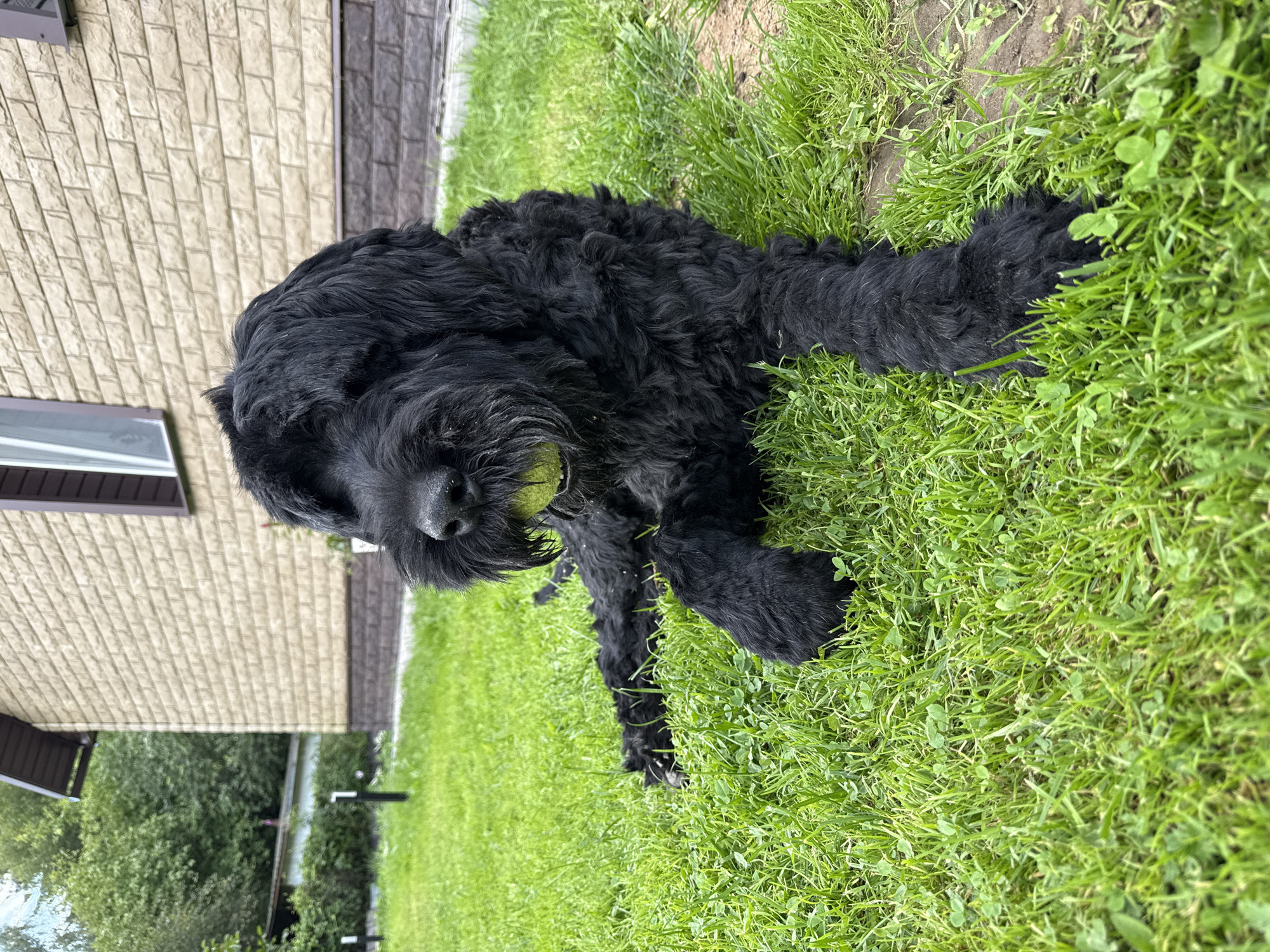 A black, shaggy dog with a tennis ball in its mouth lies on lush green grass in front of a beige brick house with brown trim. The house has a dark roof and a window with vertical blinds. The scene appears to be a residential yard. The specific location in the city of Mahilyow, Belarus, cannot be determined from the image alone.